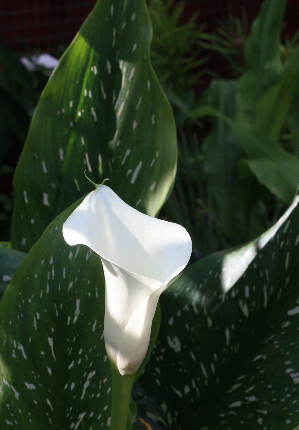 Цветение зантедескии эфиопской (Zantedeschia aethiopica) в условиях Подмосковья. Среди комнатных цветоводов это растение обычно называют просто "Каллой".
