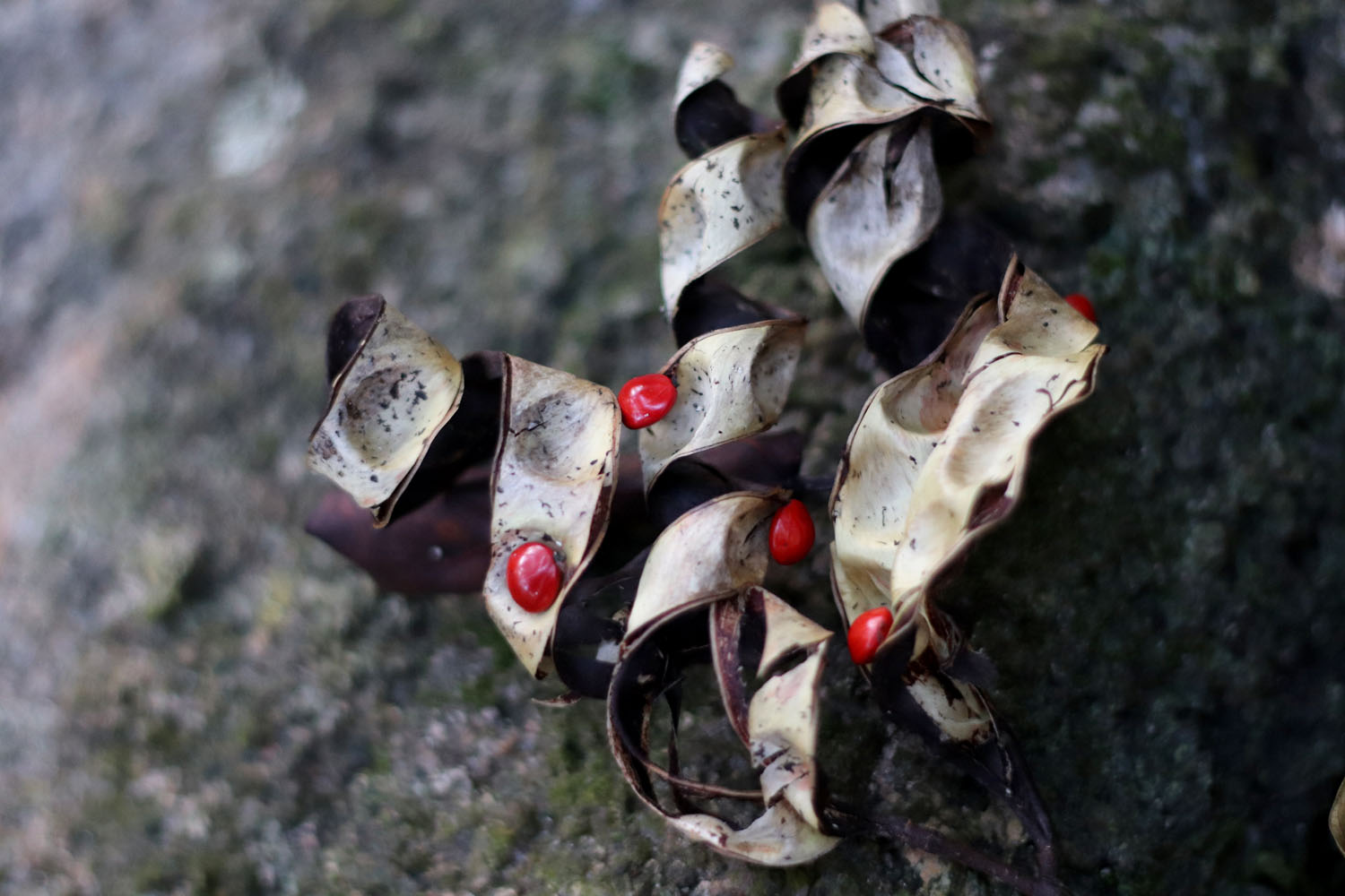 Семена Аденантеры павлиньей (Adenanthera pavonina). Крупное дерево семейства Бобовые (Fabaceae), но его стручки с семенами практически ни с чем невозможно спутать. Аданантеру часто высаживают для укрепления грунта и горных склонов.