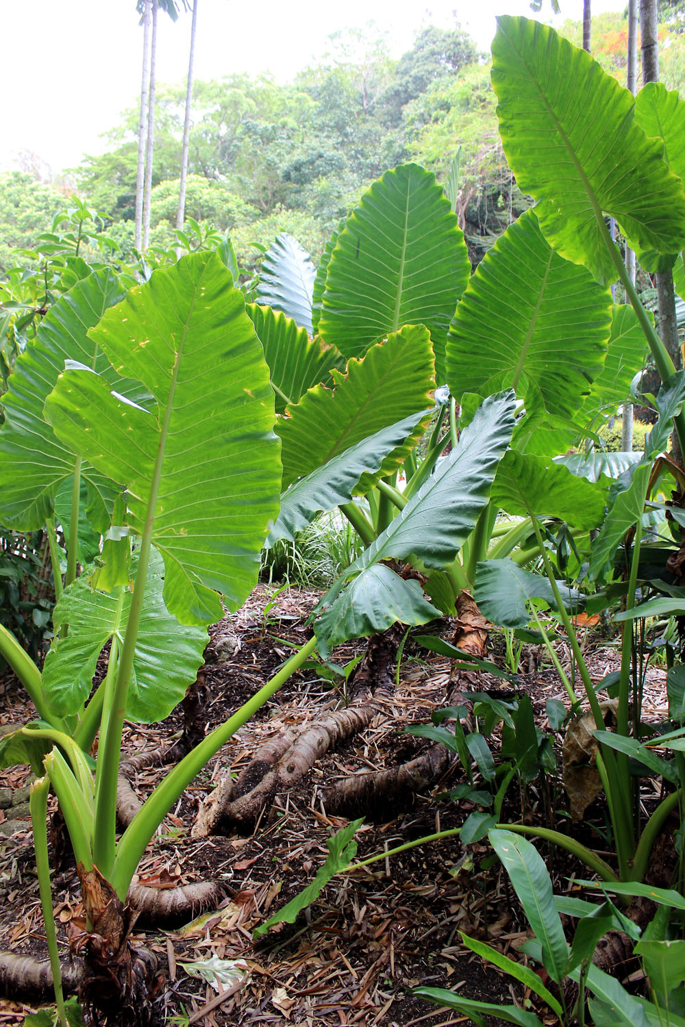 Алоказия крупнокорневищная (Alocasia macrorrhizos) является представителем местной флоры. Корневища и побеги этой алоказии можно употреблять в пищу после термообработки.