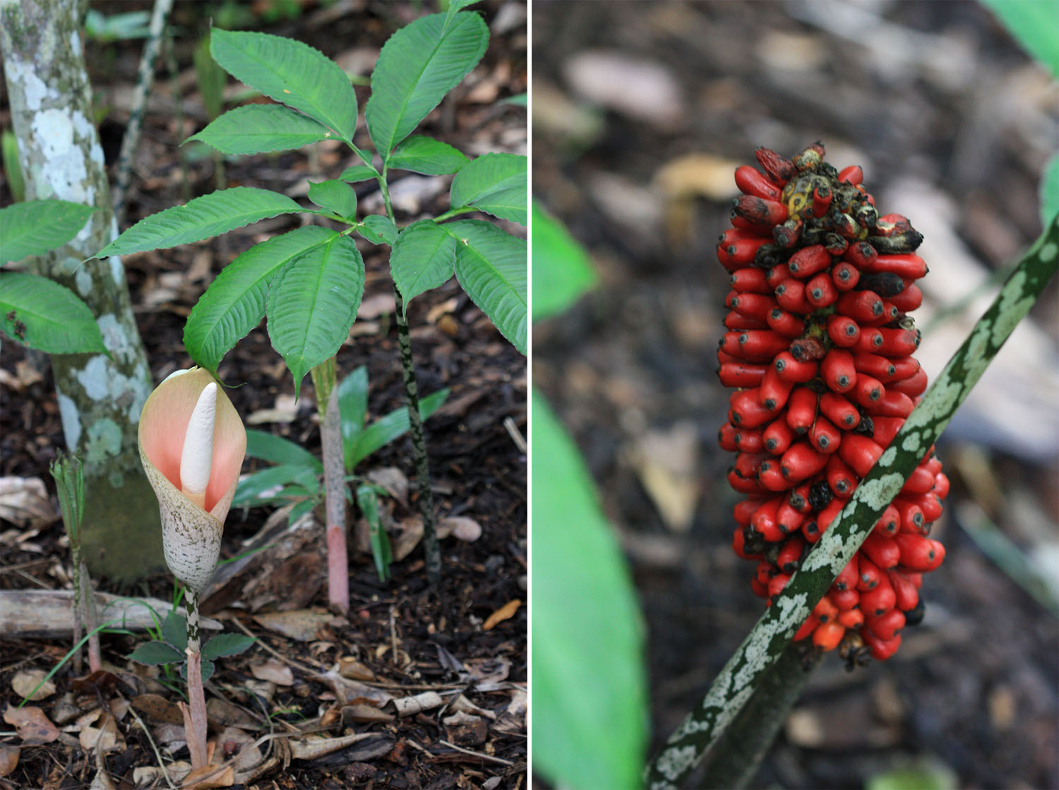 Аморфофаллус бульбоносный (Amorphophallus bulbifer). Родиной этого растения являются Индия и Южный Китай. Fitzalan Botanical Gardens.