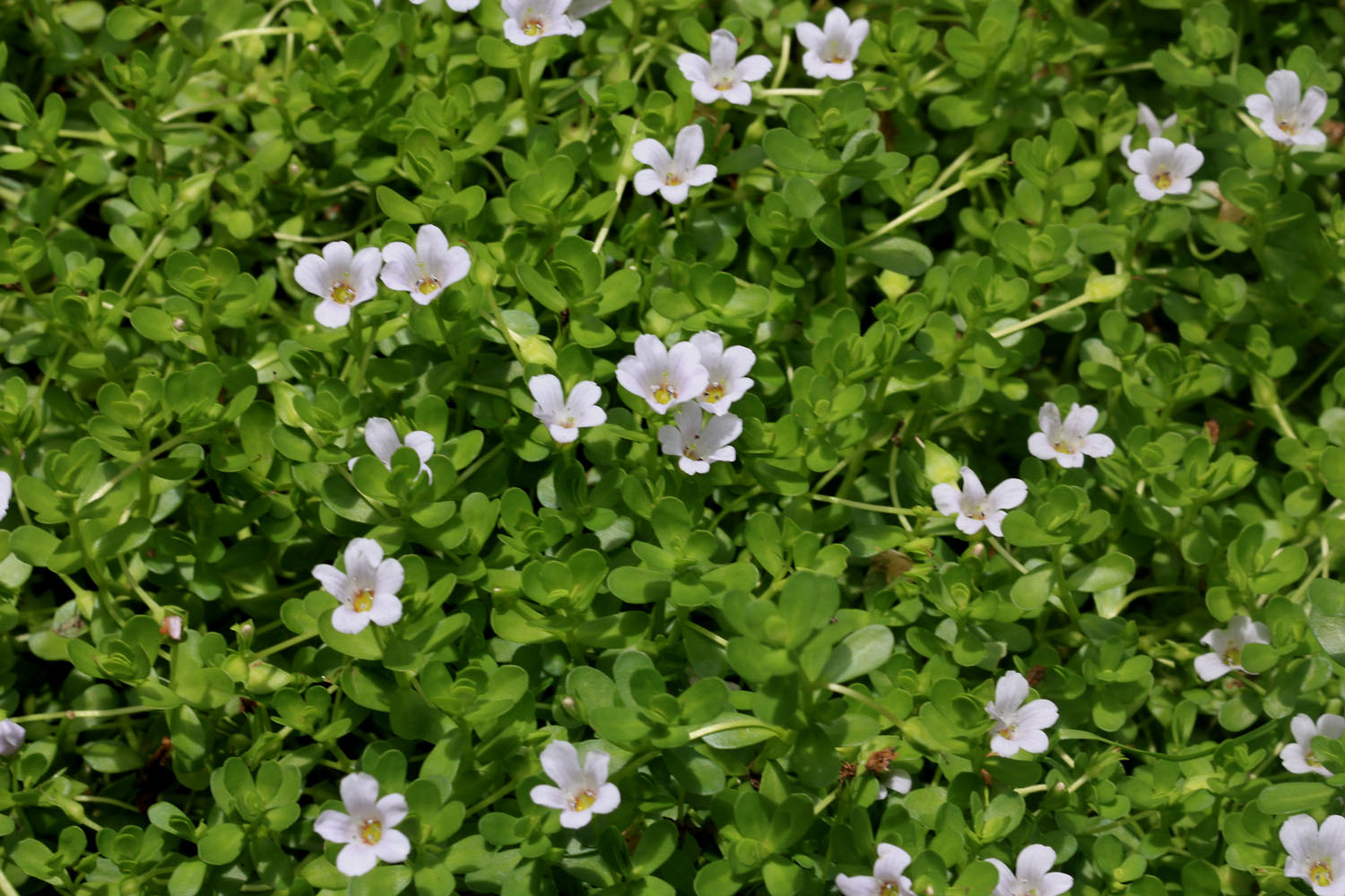 Цветущая Бакопа Монье (Bacopa monnieri) или брахми. Известное лекарственное и аквариумное растение. В природе обитает на всех материках кроме Антарктиды.