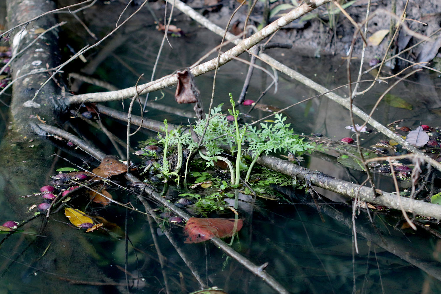 Индийский папоротник (Ceratopteris thalictroides). Остров Праслен, Сейшелы.