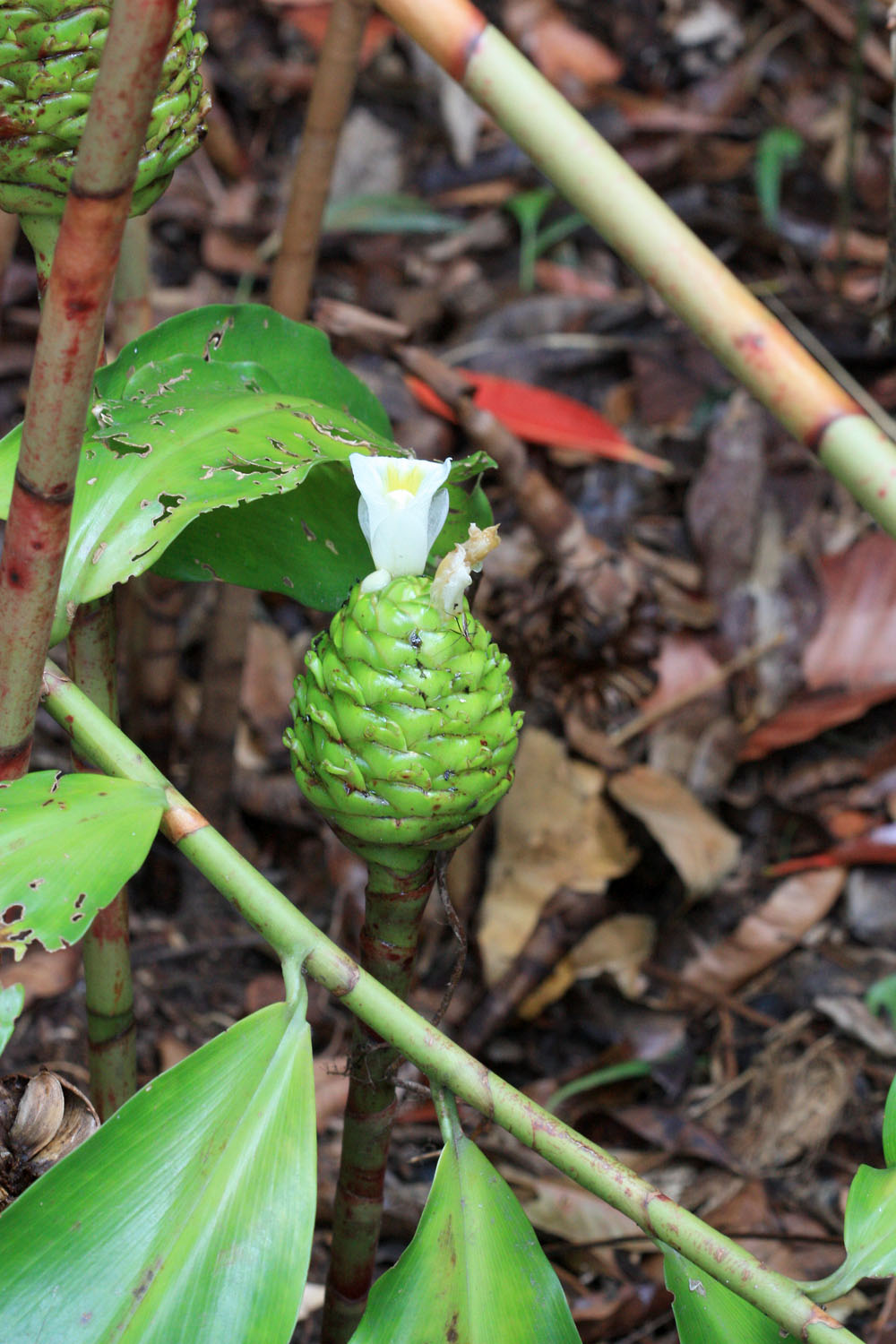 Костус сомнительный (Costus dubius). Костусы близкие родственники Имбирных. Образует соцветия в виде зеленых шишек рядом с поверхностью земли с белыми цветками.