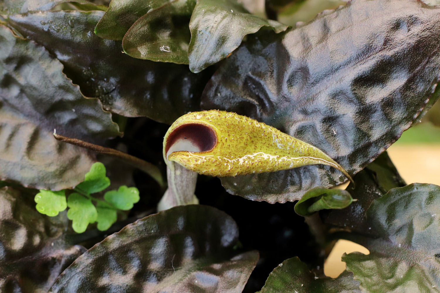 Соцветие криптокорины Арди (Cryptocoryne ×ardyi). Эта криптокорина является природным гибридом криптокорин C. cordata var. wellyi и C. scurrilis. Как и следует гибридам первого поколения, эта криптокорина первой адаптировалась к новым условиям и порадовала нас своим цветением. Соцветие криптокорины Арди (Cryptocoryne ×ardyi). Эта криптокорина является природным гибридом криптокорин C. cordata var. wellyi и C. scurrilis. Как и следует гибридам первого поколения, эта криптокорина первой адаптировалась к новым условиям и порадовала нас своим цветением.