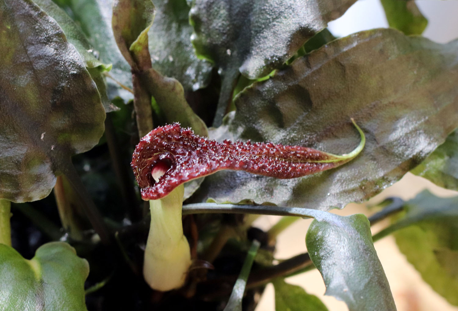 Цветение криптокорины шутовидной (Cryptocoryne scurillis) в домашней оранжерее.