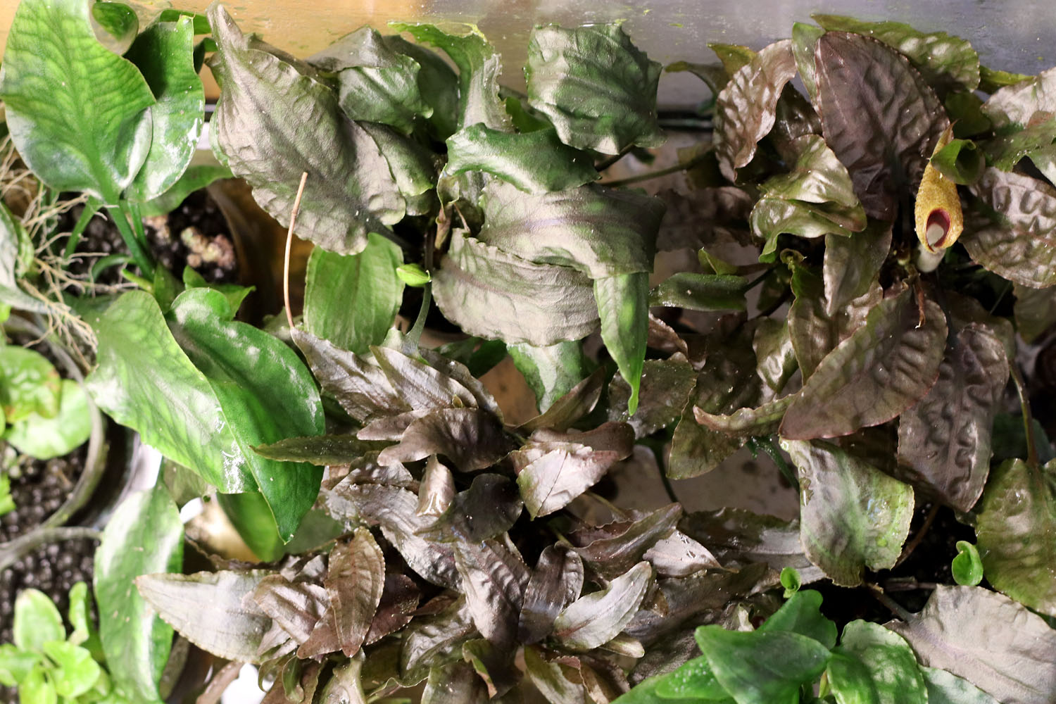 Теплица для криптокорин с цветущей криптокориной Арди (Cryptocoryne ×ardyi)