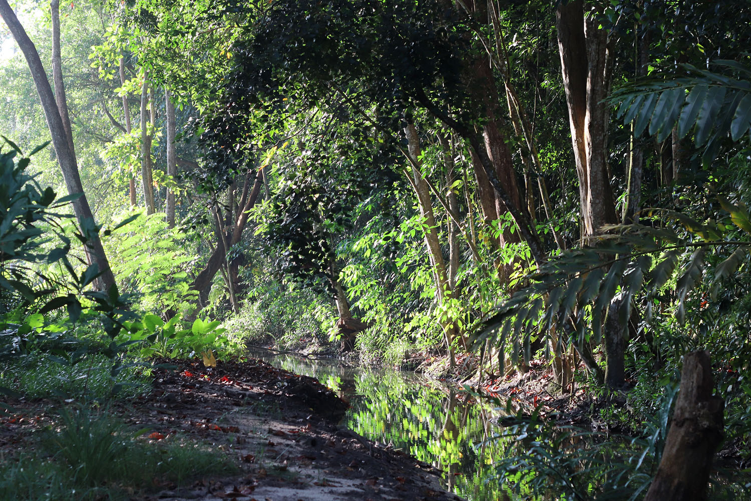 Река Cote d'Or River на острове Праслен (Praslin) Сейшельского архипелага. Это же имя на острове носят некоторые отели и популярный пляж.