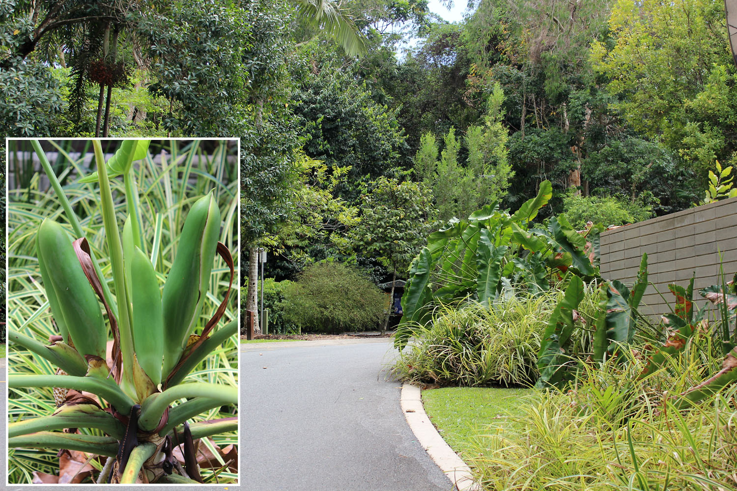 Филодендрон узкодольчатый (Philodendron stenolobum) - крупное растение семейства Ароидные. Этот филодендрон часто путают с филодендроном Вильямса (Philodendron williamsii). Однако последний вопреки общему мнению имеет более широкую сердцевидную форму листа.
