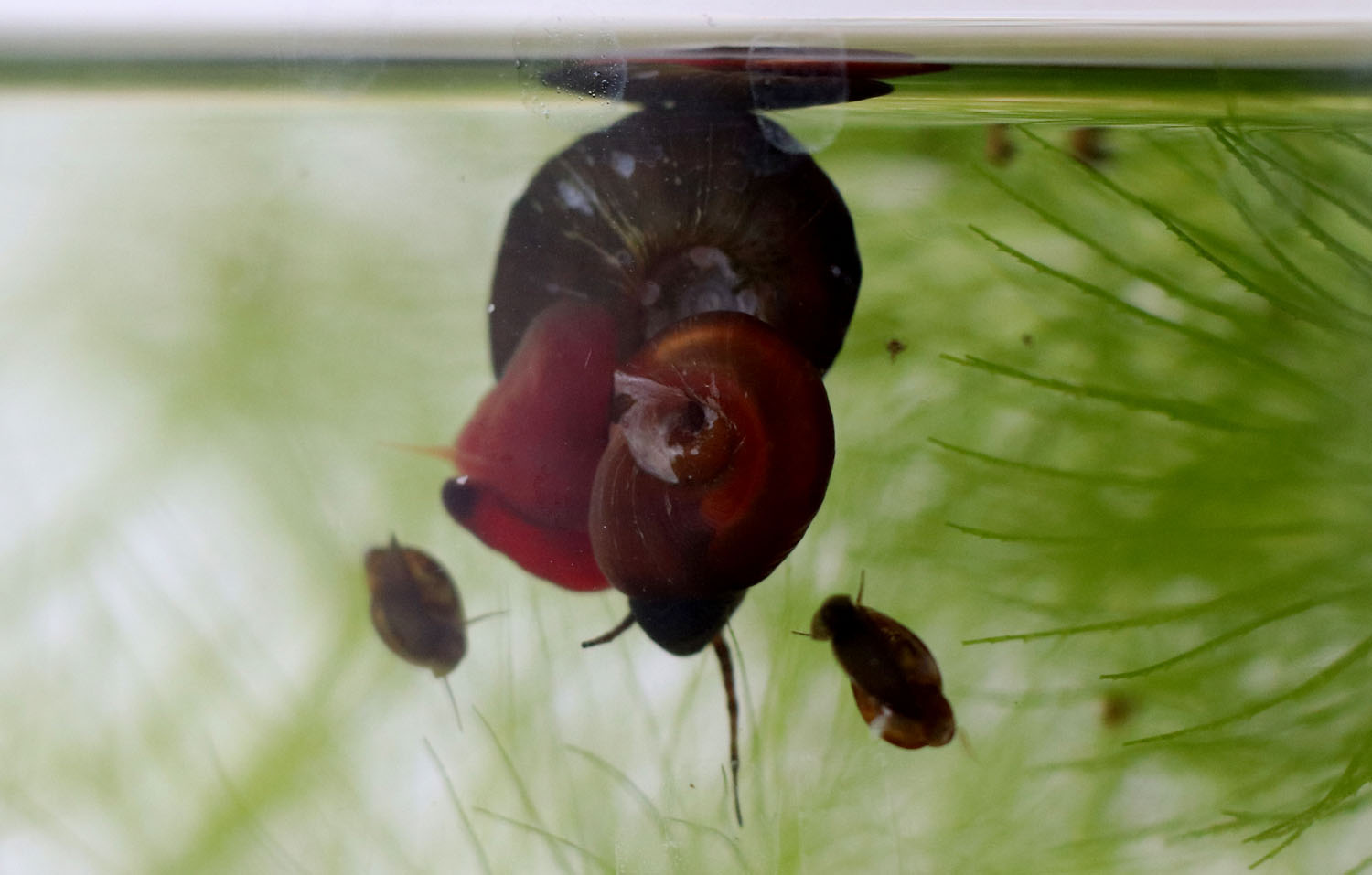 Роговые катушки (Planorbarius corneus) несмотря на дефицит кальция в воде при усиленном кормлении способны быстро размножаться и выделять в воду необходимое криптокоринам питание.