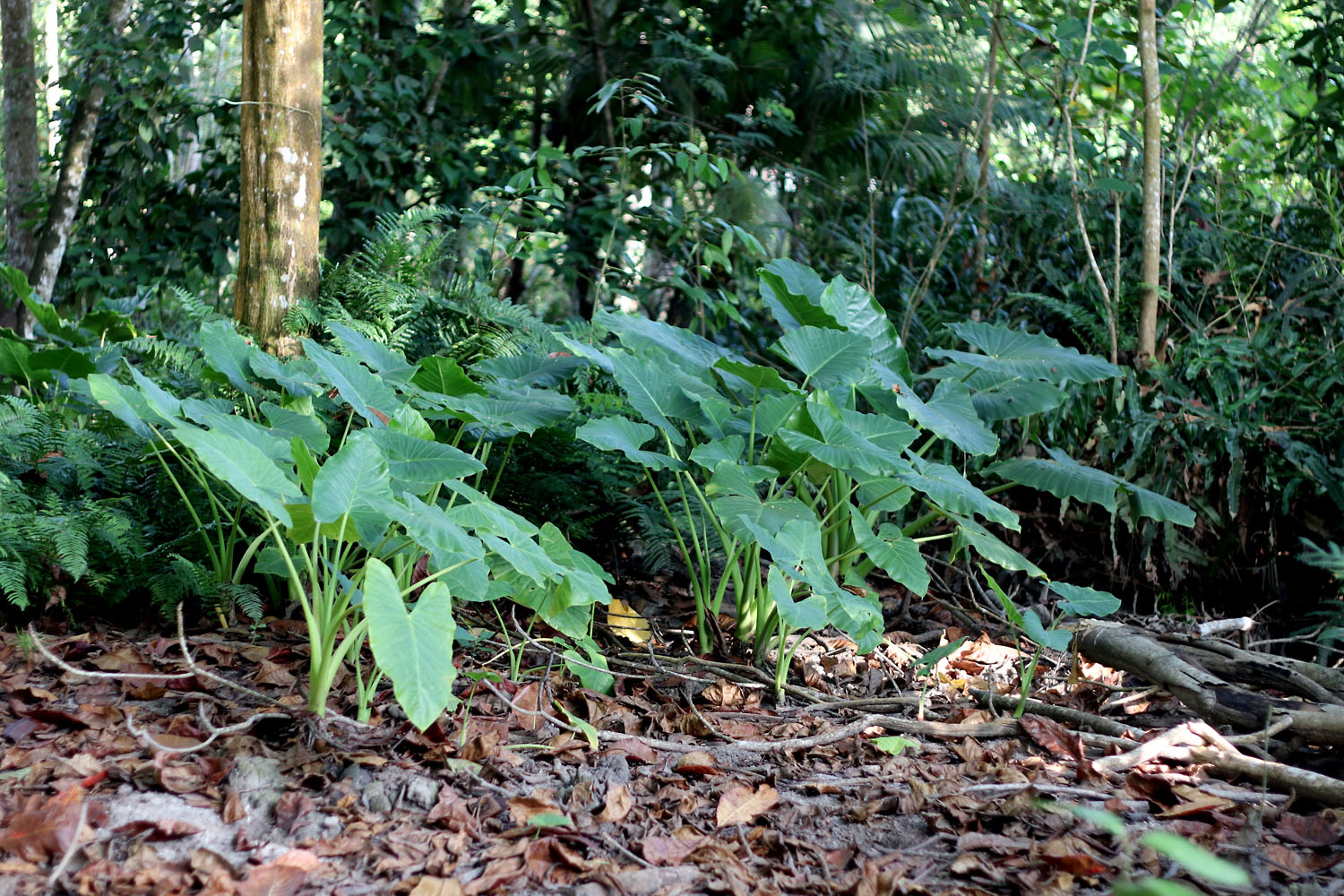 Ксантосома стрелолистная (Xanthosoma sagittifolium). Растение семейства Ароидные (Araceae). Используется населением тропических регионов Планеты в пишу. Корневища содержат около 18% крахмала. Однако есть их можно лишь после термической обработки, поскольку клетки растения содержат острые кристаллы оксалата кальция.