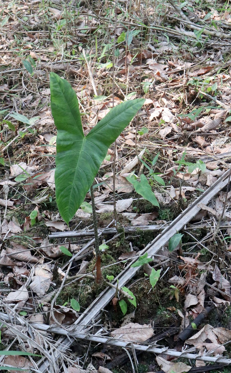 Алоказия длиннолопастная (Alocasia longiloba) - вездесущий обитатель тропических лесов Юго-Восточной Азии. Встречали мы ее до этого во Вьетнаме, Материковой Малайзии и Борнео. Каждый раз растение предстает в новом образе. К примеру, во Вьетнаме это были огромные многолиственные кусты. На Суматре же все наоборот - алоказия смотрится очень скромно и держит на одном кусте не более двух листьев.