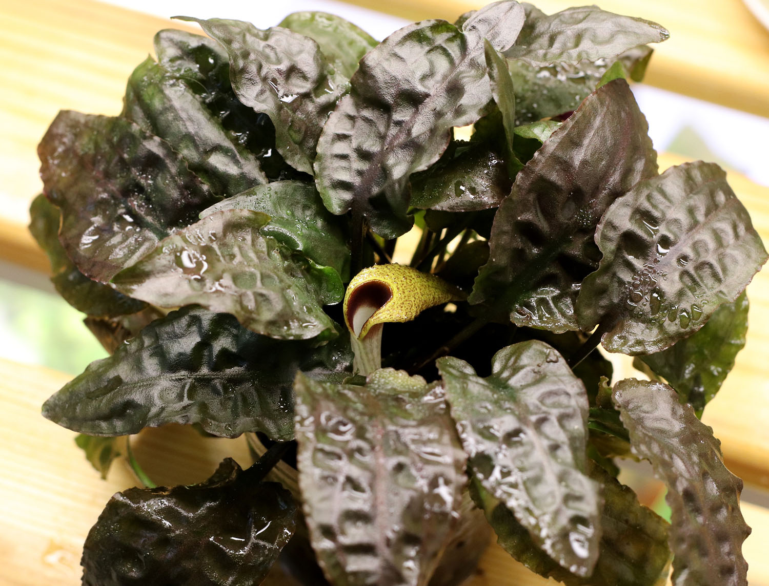 Криптокорина Арди (Cryptocoryne ×ardyi) имеет гибридное происхождение и проявляет высокую жизнеспособность и быстрые темпы роста в домашней культуре. Предполагается, что желтый цвет лимба покрывала соцветия она унаследовала у криптокорины сердцевидной (Cryptocoryne cordata var. wellyi), а коричневое горло - у криптокорины шутовидной (Cryptocoryne scurrilis). Однако у меня появились большие сомнения на счет последнего, поскольку соседствующая с Арди криптокорина с зелеными листьями по соцветию больше подходит под описание криптокорины Нура (Cryptocoryne nurii var. nurii).