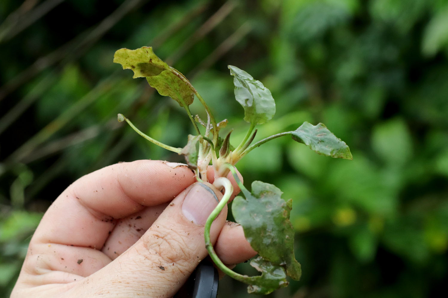Кустик криптокорины Арди (Cryptocoryne ×ardyi) с цветочным бутоном. Растение считается природным гибридом между криптокоринами кордатой (Cryptocoryne cordata var. wellyi) и шутовидной (Cryptocoryne scurrilis).