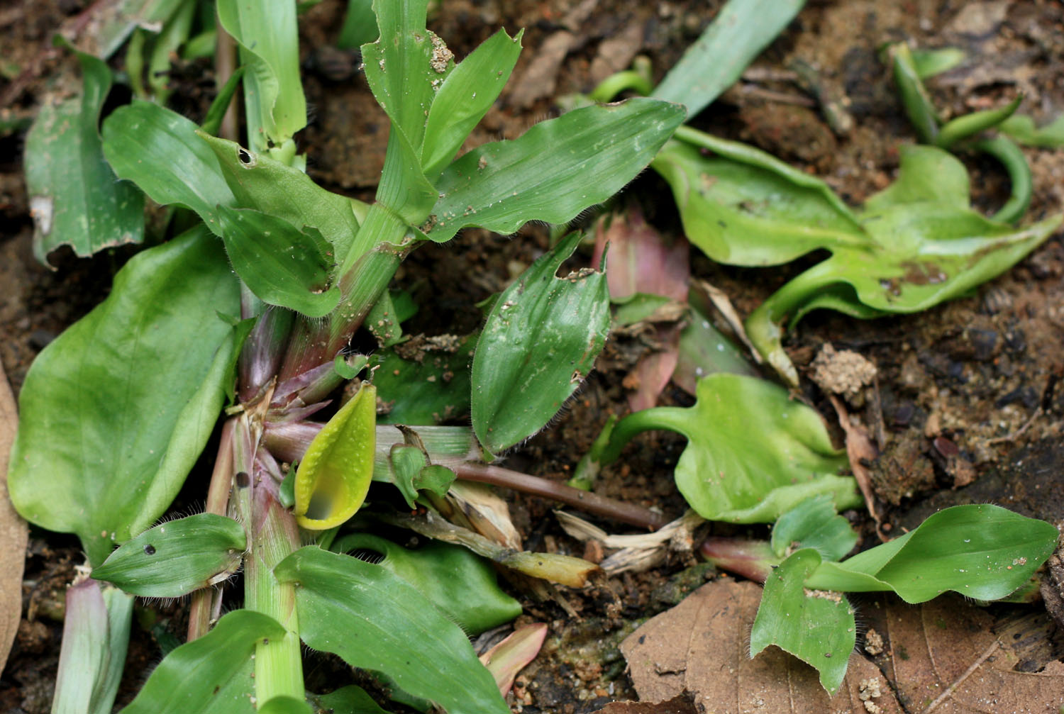 Криптокорина сердцевидная (Cryptocoryne cordata var wellyi) растет и цветет вдоль дренажного канала на всех участках, которые нам удалось исследовать.