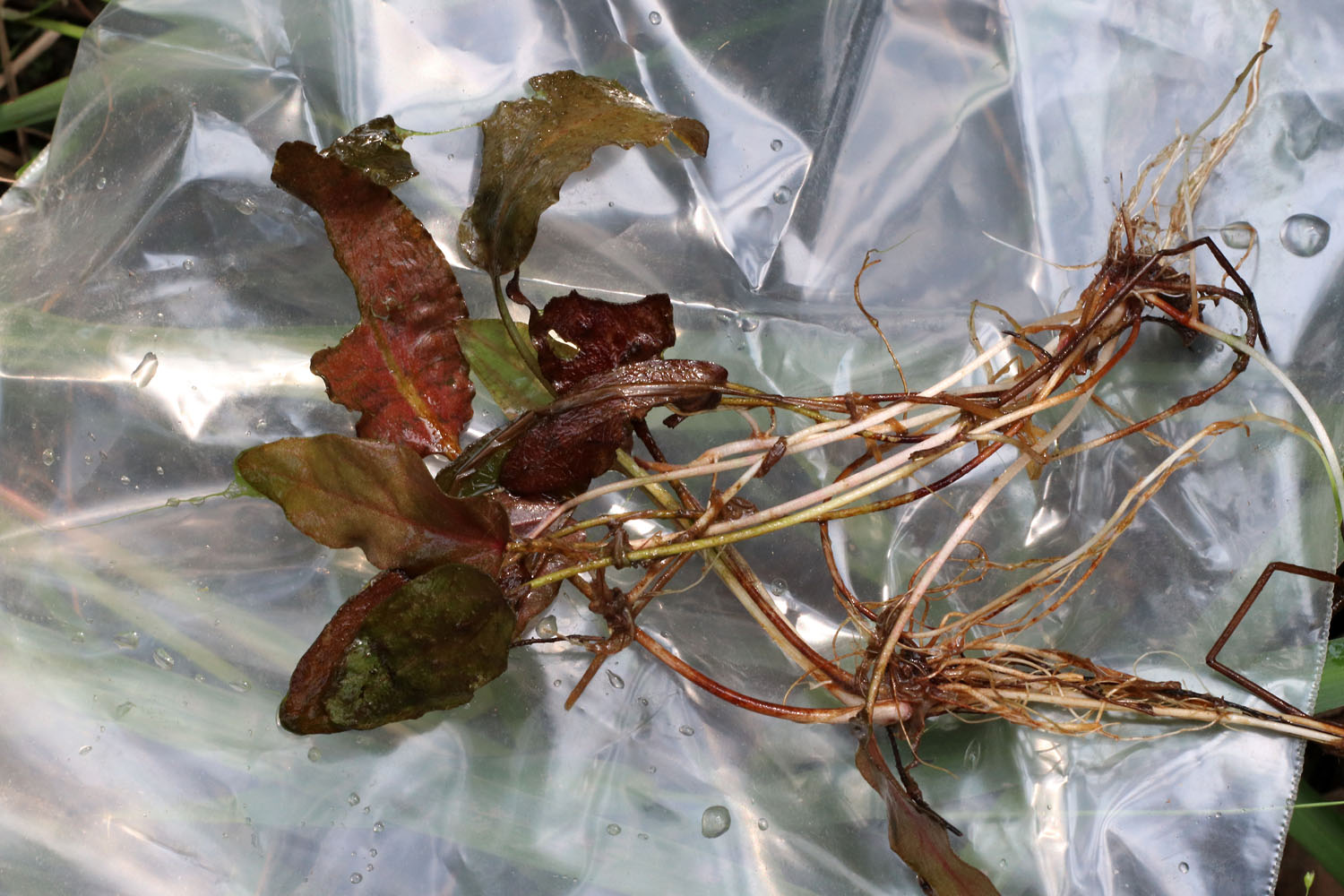 Собранные образцы криптокорины Нура (Cryptocoryne nurii var. nurii). Отдельные листочки по своей форме и окрасу напоминают Барклайю (Barclaya).