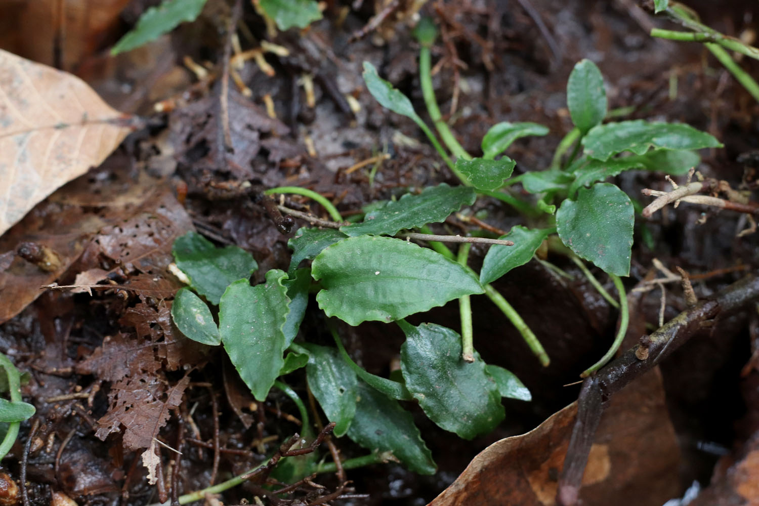 Надводные кустики криптокорины шутовидной (Cryptocoryne scurrilis). Pematang Reba, Indragiri Hulu, Riau Province, Sumatra.