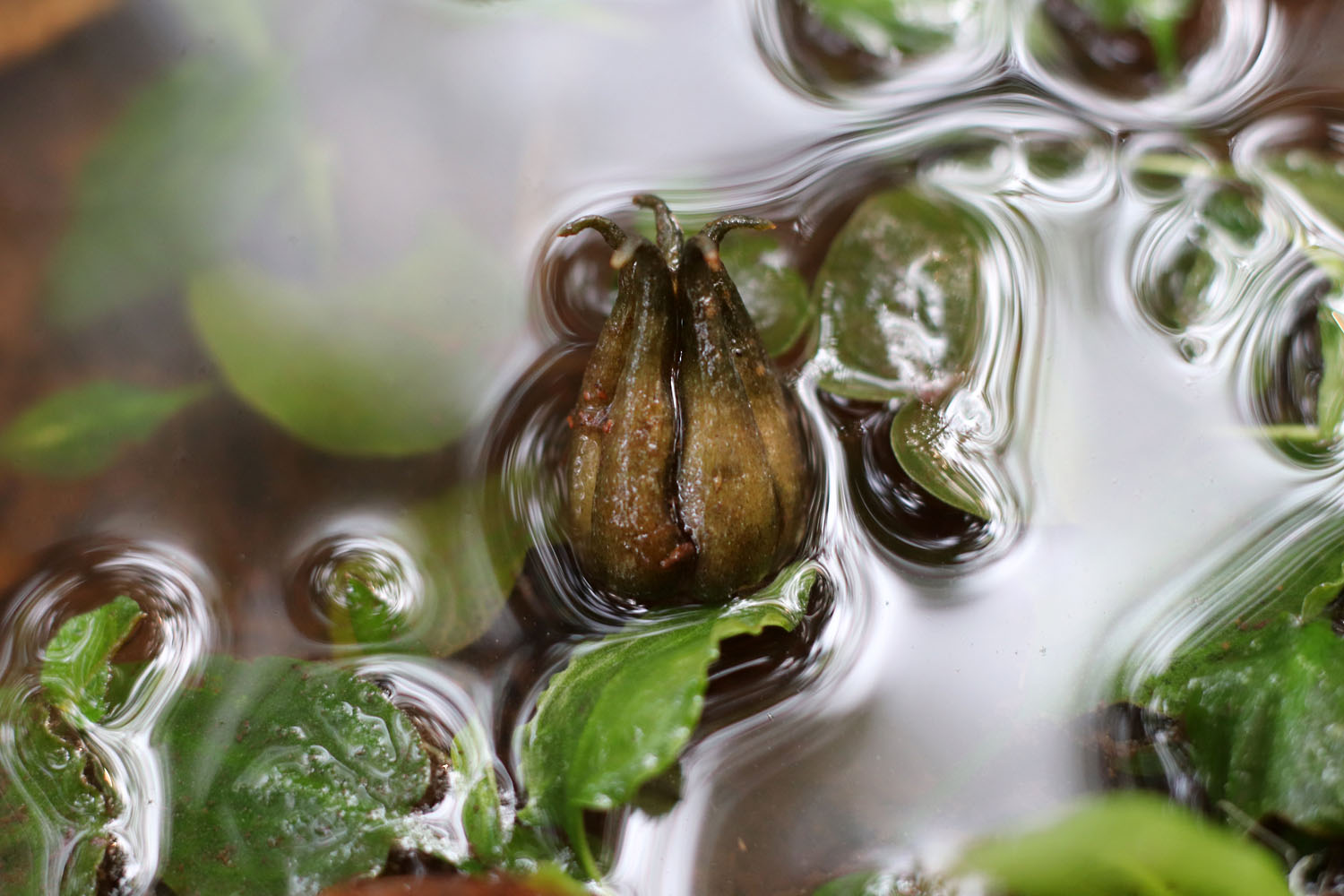 Плод криптокорины шутовидной (Cryptocoryne scurrilis). После созревания коробочка раскроется и выброит удлиненные белые семена.