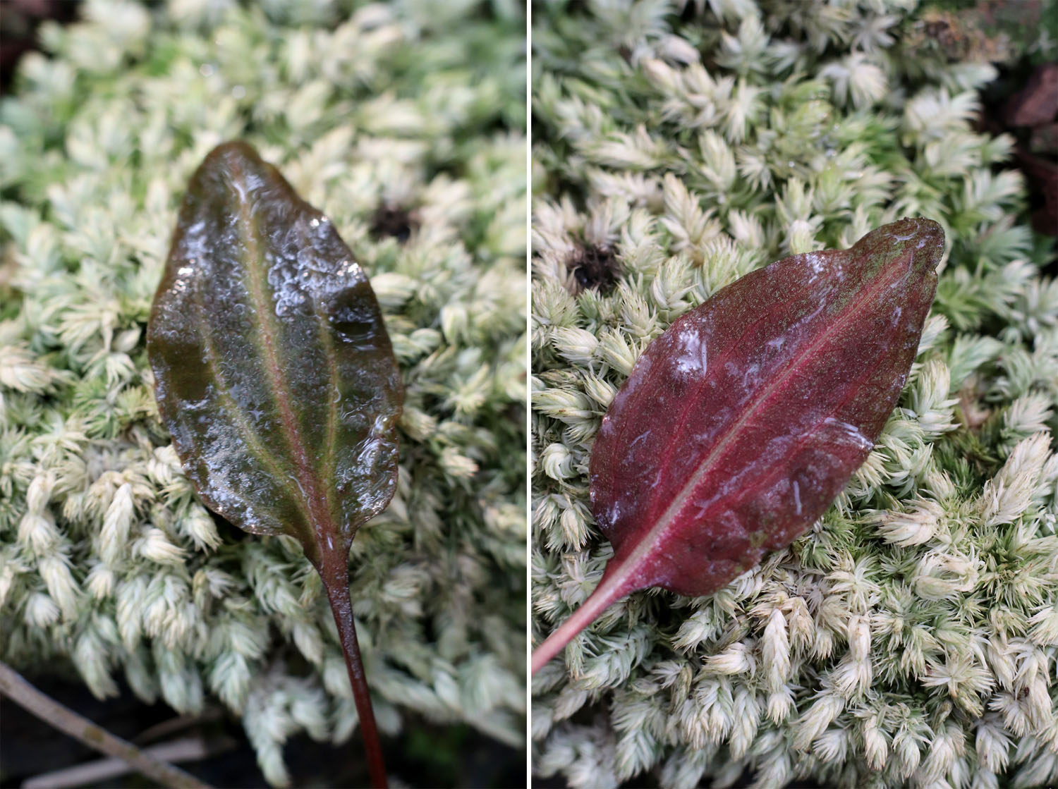 Лист криптокорины шутовидной (Cryptocoryne scurrilis) с необычной окраской. На лицевой стороне (слева) отчетливо видны белые жилки как у Розанервиг, а обратная сторона (справа) имеет яркую малиновую окраску. Скорее всего белые жилки листа возникли из-за перегрева на солнце.