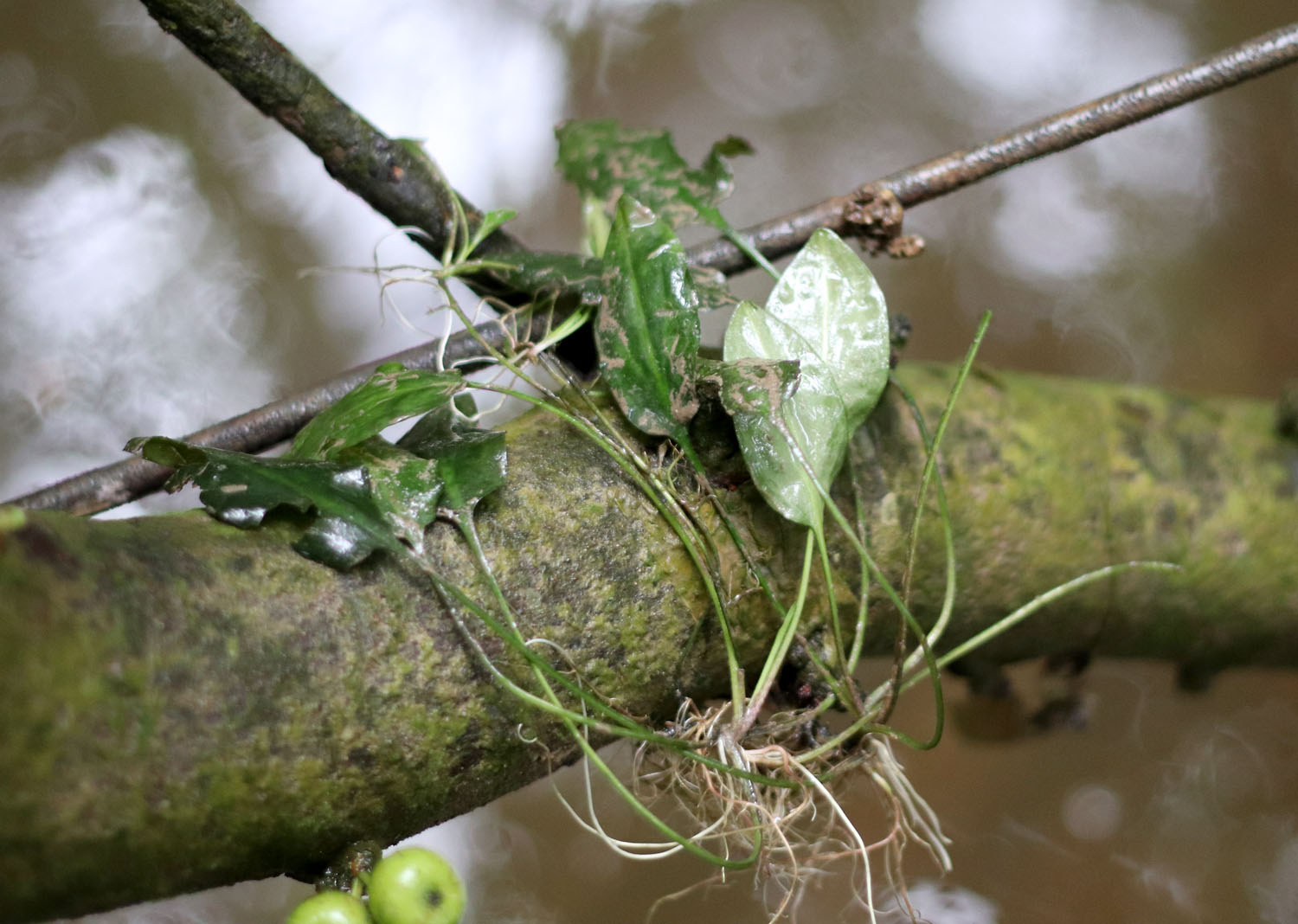 Запутавшиеся в корнях деревьев несколько кустиков криптокорины (Cryptocoryne sp.) с длинными черешками и зелеными листиками возродили в нас надежду на то, что наши поиски будут небезрезультатны.
