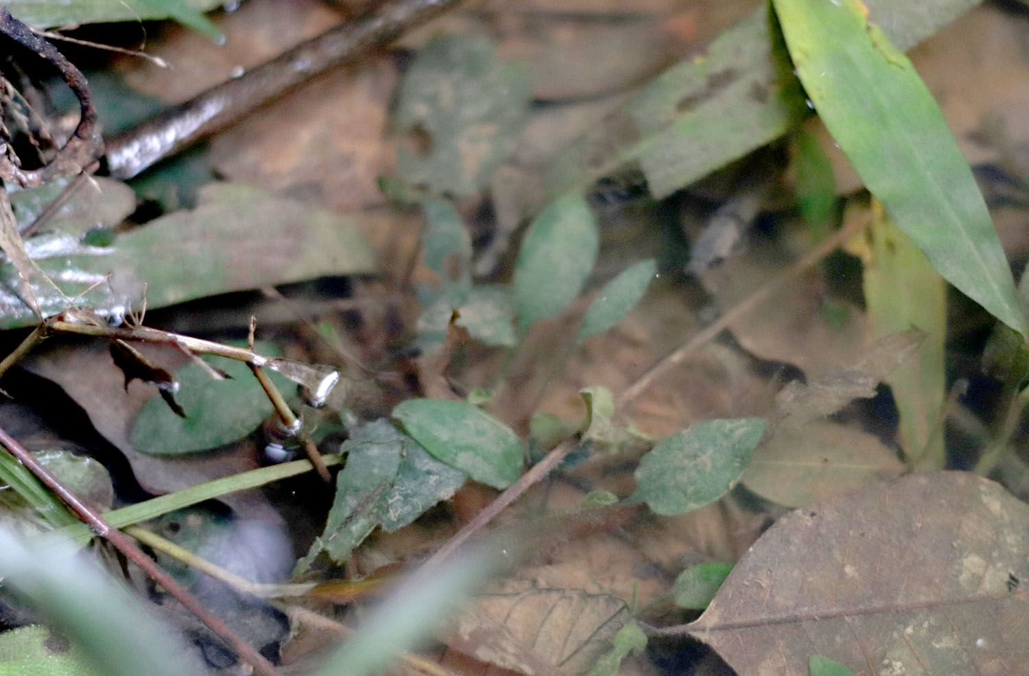 Криптокорина с зелеными листьями (Cryptocoryne sp.) на мелководье. В тени леса растение вытягивается. В основном это происходит за счет удлинения черешков.