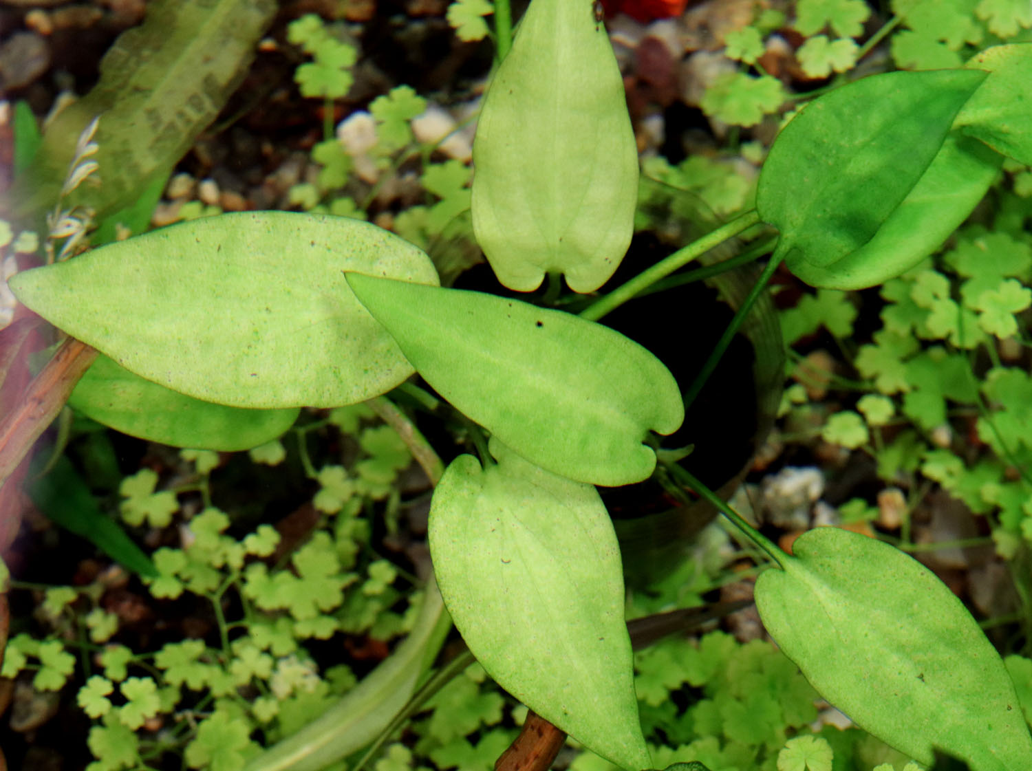 Криптокорина Вонгсо (Cryptocoryne wongsoi) в аквариуме. Эксперимент длинной в пол года показал, что в таких условиях растение способно жить неограниченно долго. Об этом свидетельствует размер листьев, хотя и наблюдается небольшой недостаток питания в виде хлороза (бледная окраска листьев).