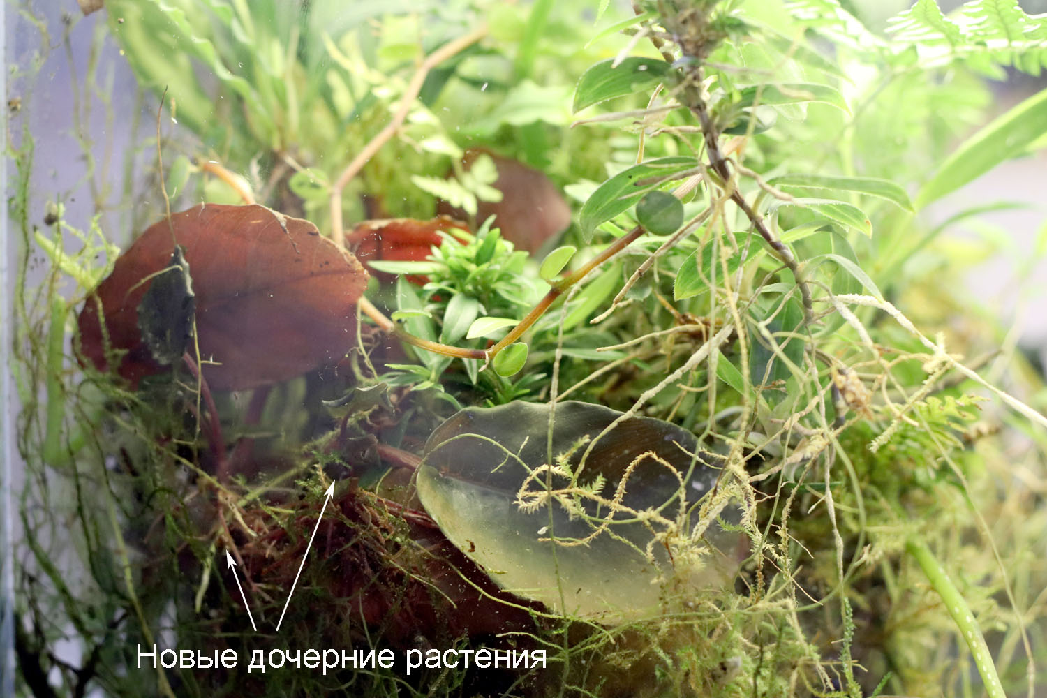 Фрагмент домашнего палюдариума. Схизматоглоттис Пикачу (Schismatoglottis sp. "Pikachu") застрял во мхах и чувствует себя неважно, но менее чем за год успел образовать несколько деток необычным способом - путем активации придаточных почек на своих листьях.