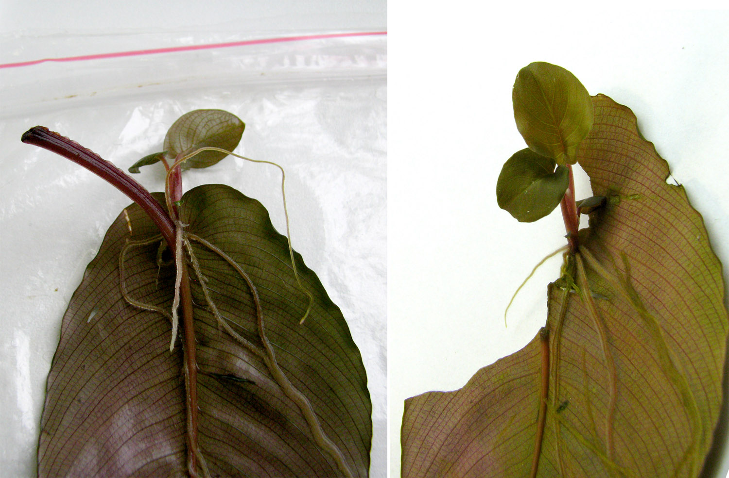 На срезанных листьях схизматоглоттиса Пикачу (Schismatoglottis sp. "Pikachu") в условиях высокой влажности примерно через пол года образуются дочерние растения. Растения могут формироваться как на центральной жилке листа и его черешке, так и на краю среза в случае повреждения самой листовой пластины.