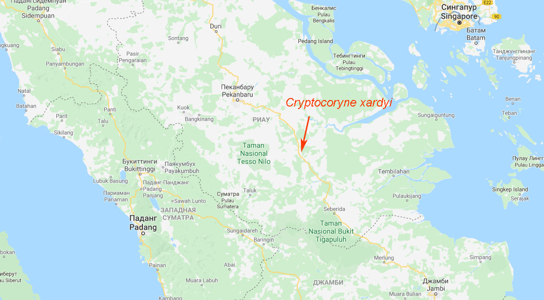 Исследованные нами ручьи являются истоками реки Sungai Kerumutan и располагаются в центральной части острова Суматра.
