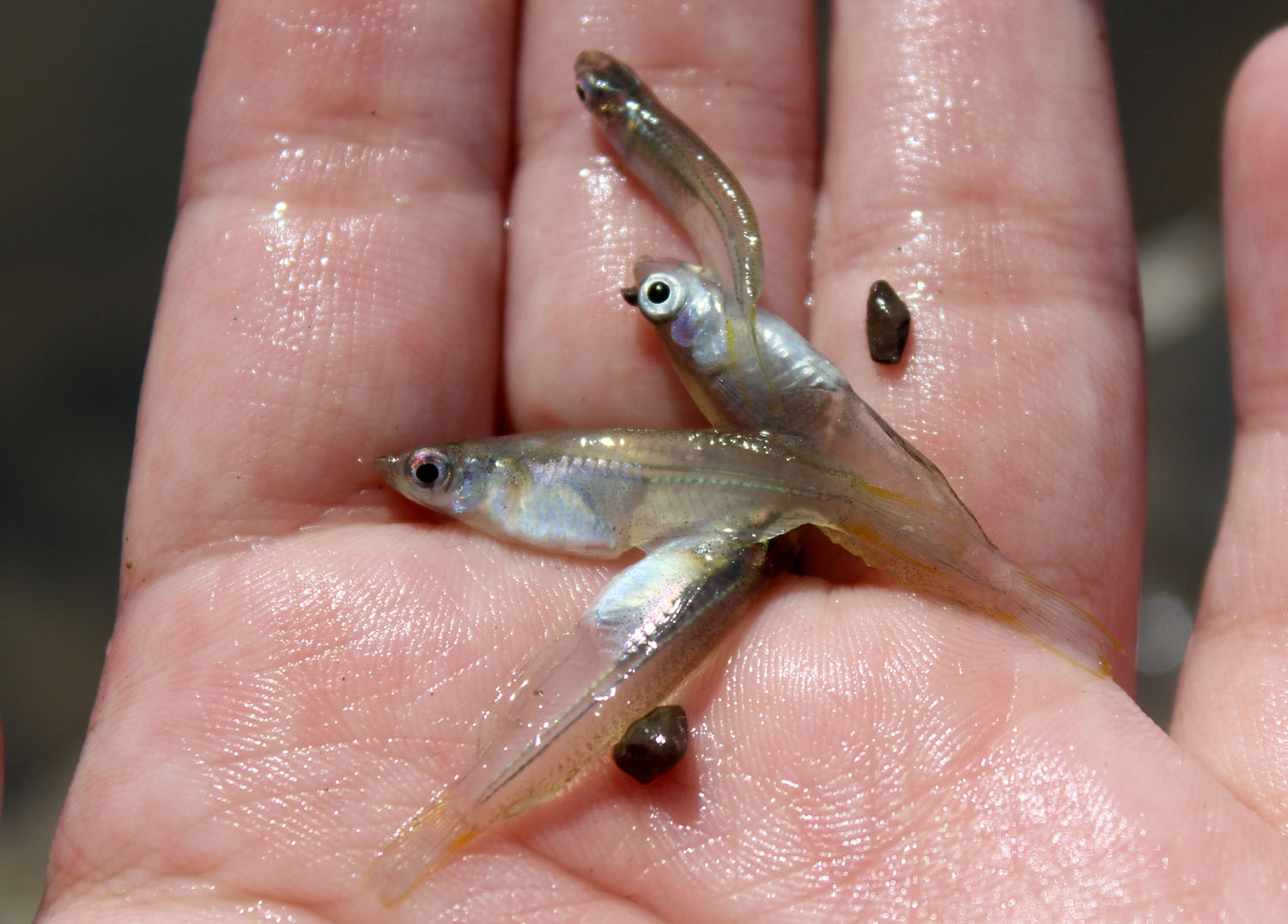 Оризиасы яванские (Oryzias javanicus). Провинция Ачех (Province Aceh), остров Суматра (Sumatra Island).