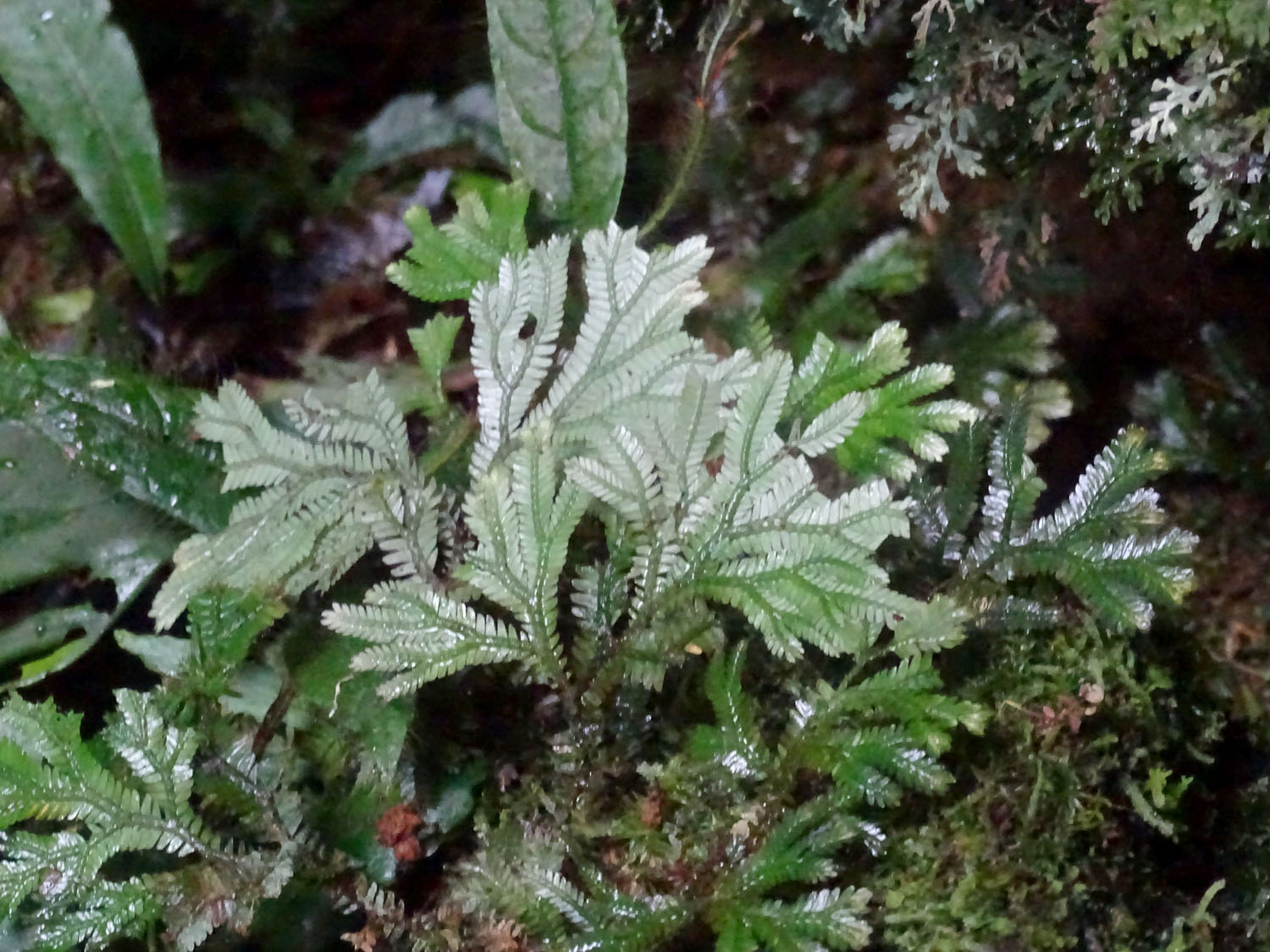 Селагинелла (Selaginella sp.). Kubah National Park, Sarawak, Borneo.