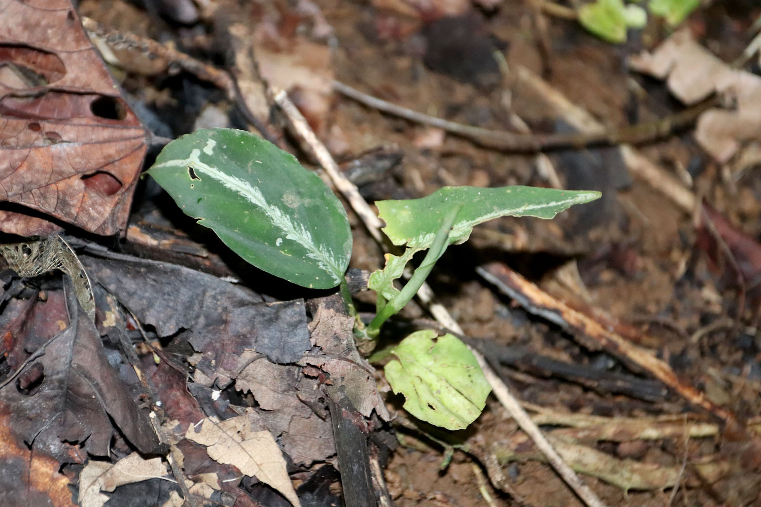 Аглаонема расписная (Aglaonema pictum). Растение может иметь разнообразную окраску листьев в бело-зеленых тонах. Всего на Суматре обитает 5 видов аглаонем. Данное растение также еще отдаленно напоминает Aglaonema vittatum, но последняя обычно встречается на юго-востоке острова.