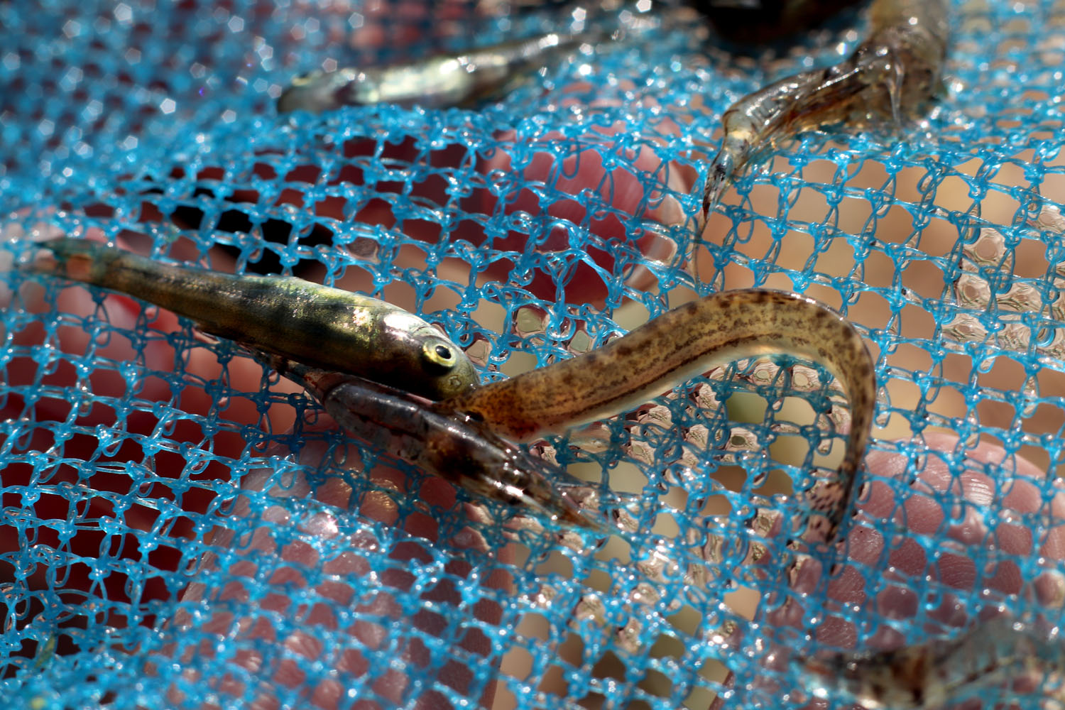 Рыба и креветки в сачке. Щиповка Cobitis sipahilerae и малек Pseudophoxinus antalyae. Duden stream, Antalya, Turkey.