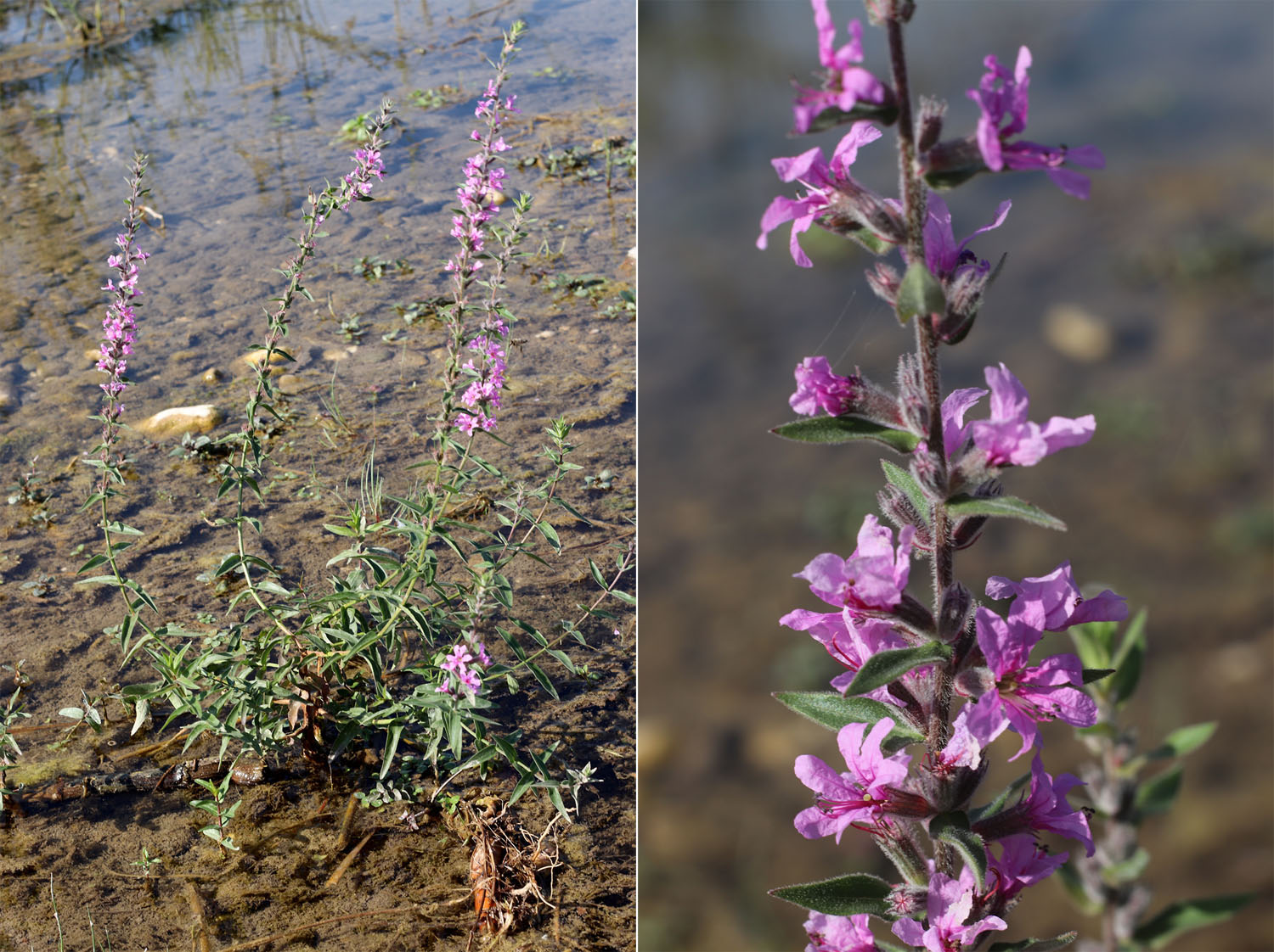 Дербенник иволистный (Lythrum salicaria). Этим растением россиян не удивишь, оно растет почти на всей территории России, но в Турции оно здорово добавляет красок выжженым солнцем водоемам.