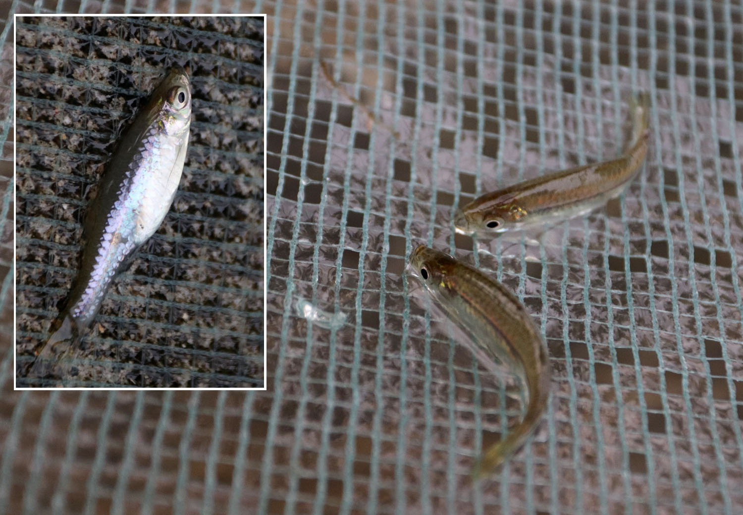 Очередные серебристые расборы (Rasbora sp.), оказавшись в сачке, заверщили наша ихтиологические изыскания в этот день.