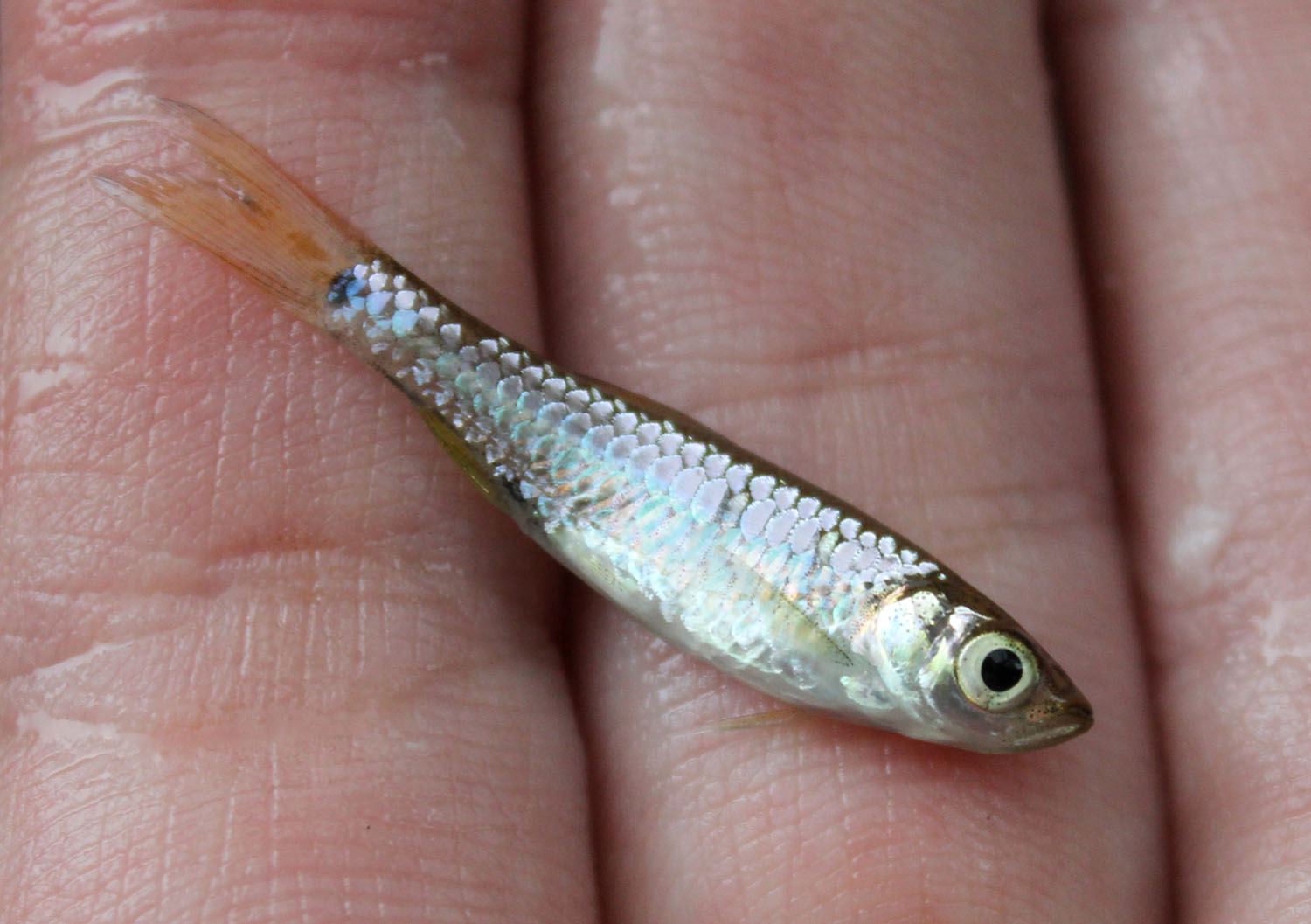 Расбора (Rasbora sp.). На острове Суматра обитает множество серебристых расбор, многие из которых, скорее всего, еще не описаны наукой. В частности, за последние 10 лет только в северной части острова было обнаружено около десятка новых видов расбор. Малая изученность региона не позволяет на данном этапе определить видовую принадлежность этой рыбки.