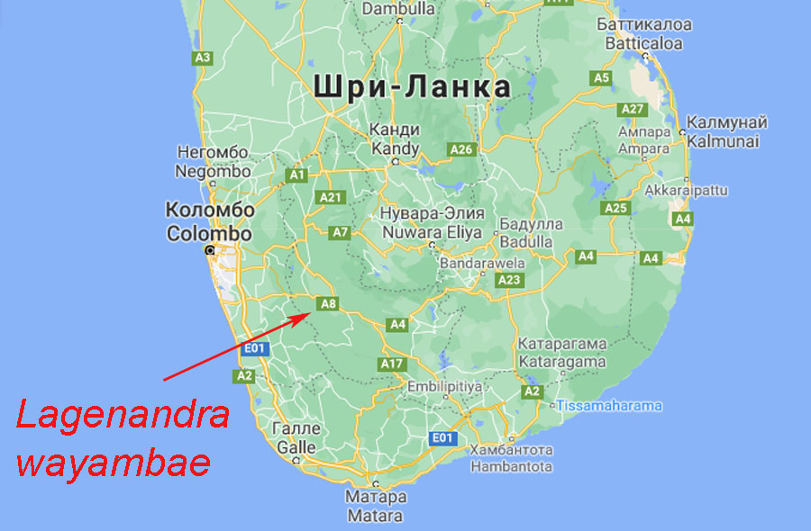 Лагенандра ваямбская (Lagenandra wayambae) является эндемиком очень небольшой природоохранной зоны на западе Шри--Ланки. Walauwewaththa Wathurana freshwater swamp forest, Bulathsinghala.