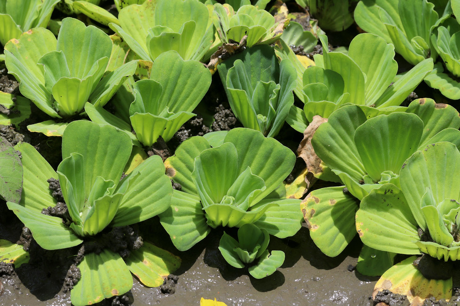 Пистия телорезовидная (Pistia stratiotes). Занзибар (Танзания).