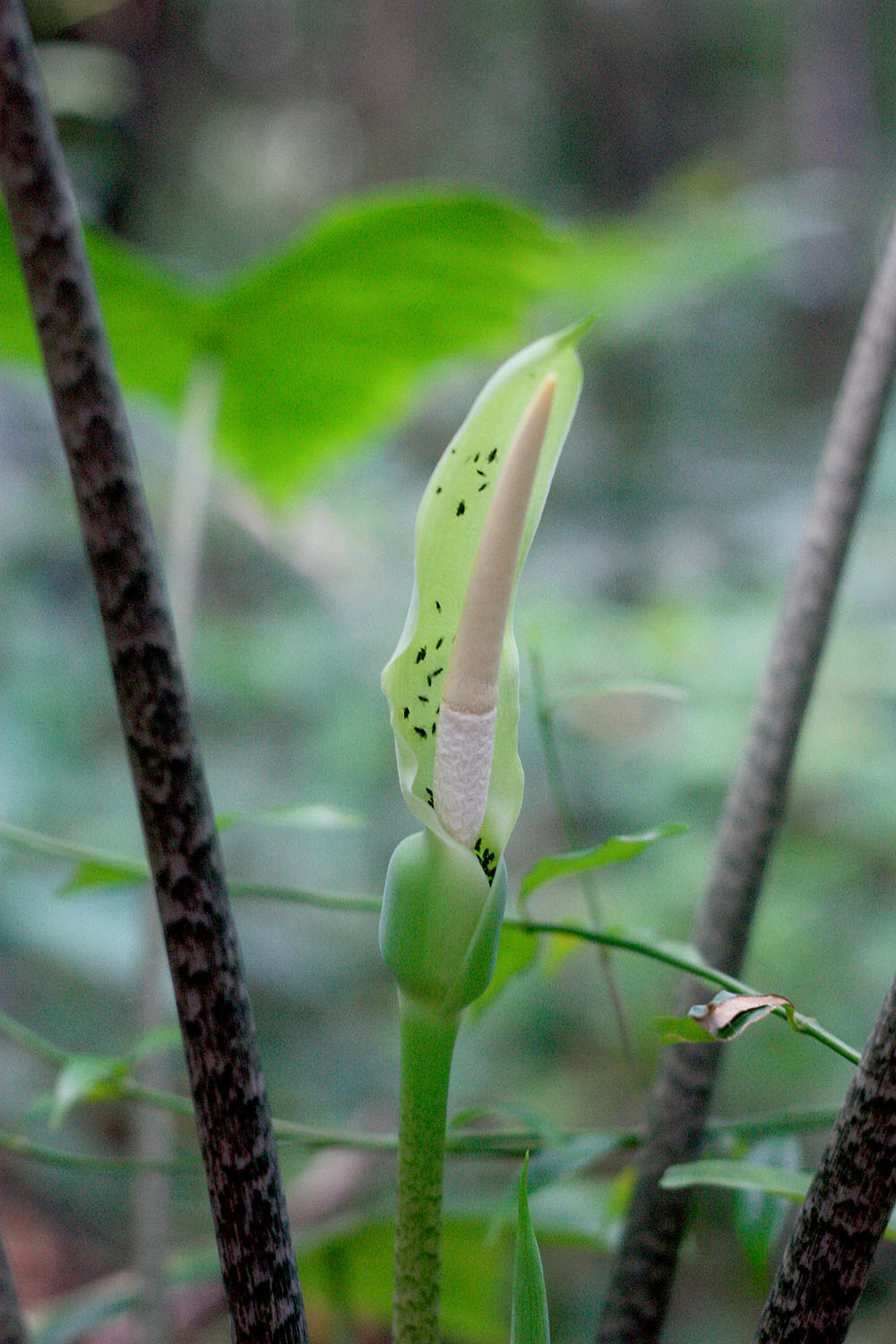 Inflorescence of Alocasia longiloba with small beetles. Photo: D. Loginov