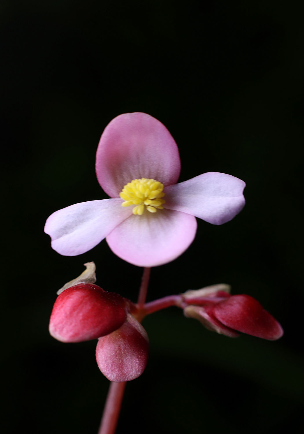 Соцветие бегонии Клеопатры (Begonia cleopatrae) состоит из разнополых цветков. На фотографии, скорее всего, раскрылся женский цветок. На ночь цветки закрываются. Соцветия небольшие, но их нежно розовая окраска придает им и растению в целом царское изящество и неповторимый шарм.