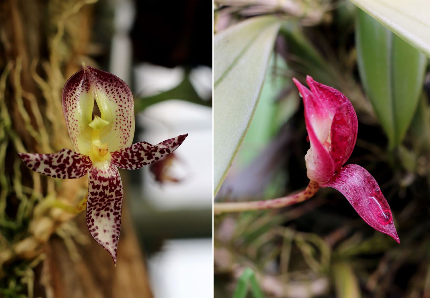 Соцветие бульбофиллума крупноцветного (Bulbophyllum macranthum) на разных стадиях цветения: в начале цветения (слева) и в завершающей фазе (справа). Обратите внимание на то, как сильно изменяется окраска лепестков и чашелистиков!