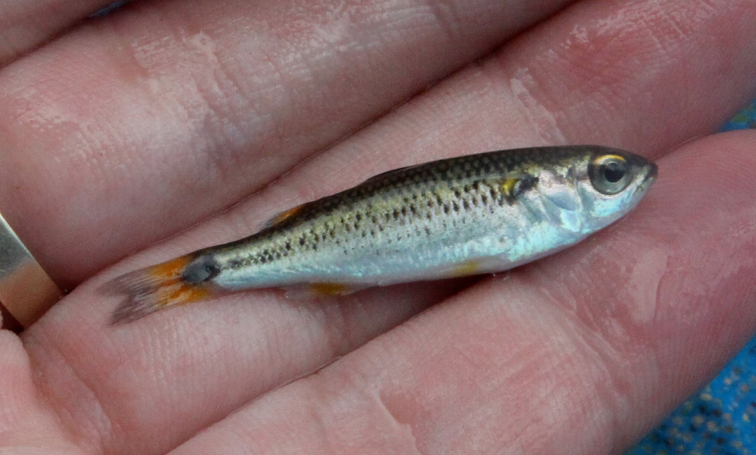 Малек горной кефали (Agonostomus monticola). Очень быстрая и прыткая рыба. За поездку мы поймали ее дважды, а сфотографировать смогли лишь один раз. Рыба широко распространена в странах Центральной Америки. Rio Maimon