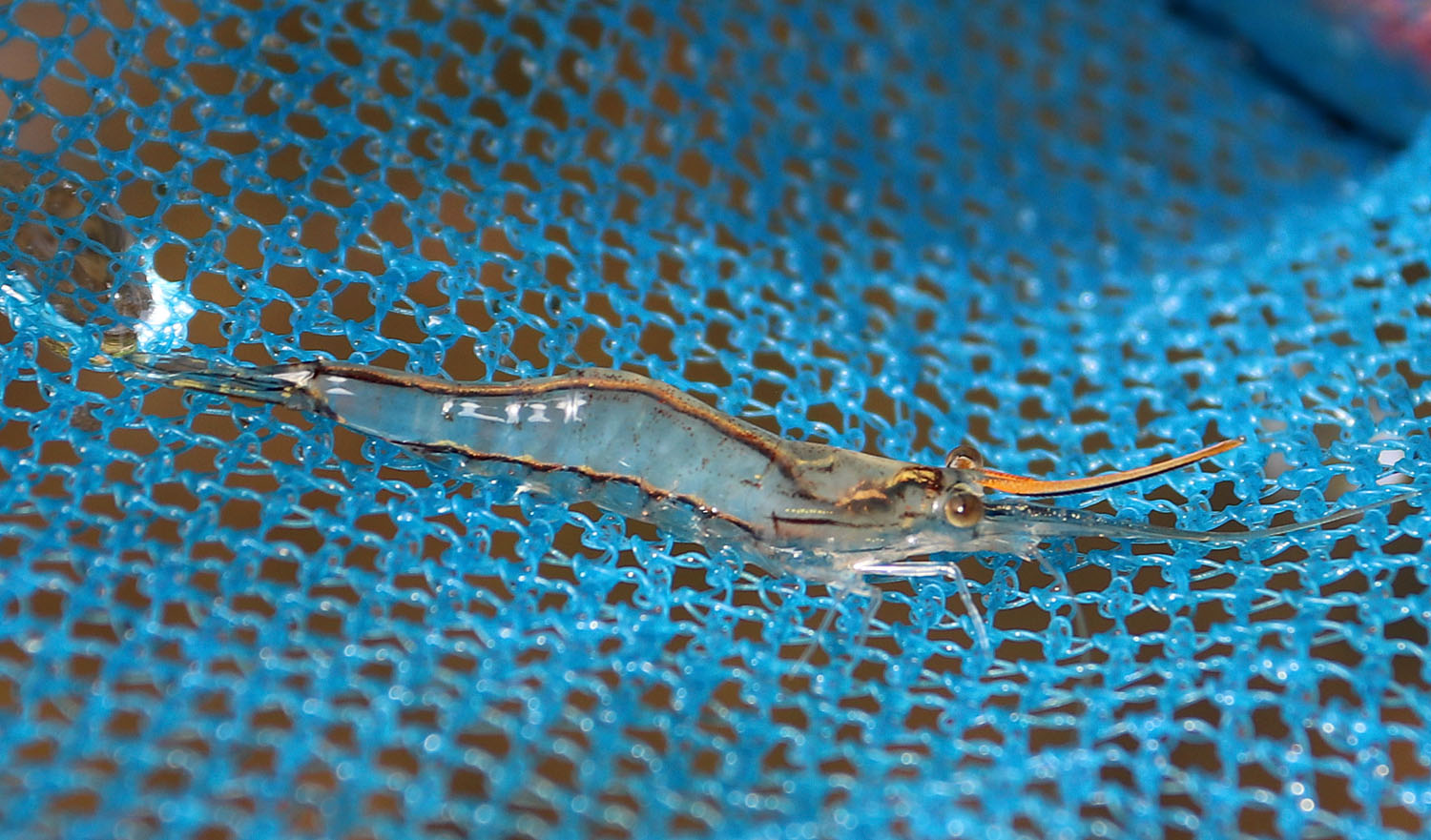 Красноносая креветка (Caridina sp.) завораживает четкостью своих линий и явилась для нас легкой добычей. За ней не нужно носится по всему водоему в надежде на удачу, она сама заползает в сачок. Dominican Republic.