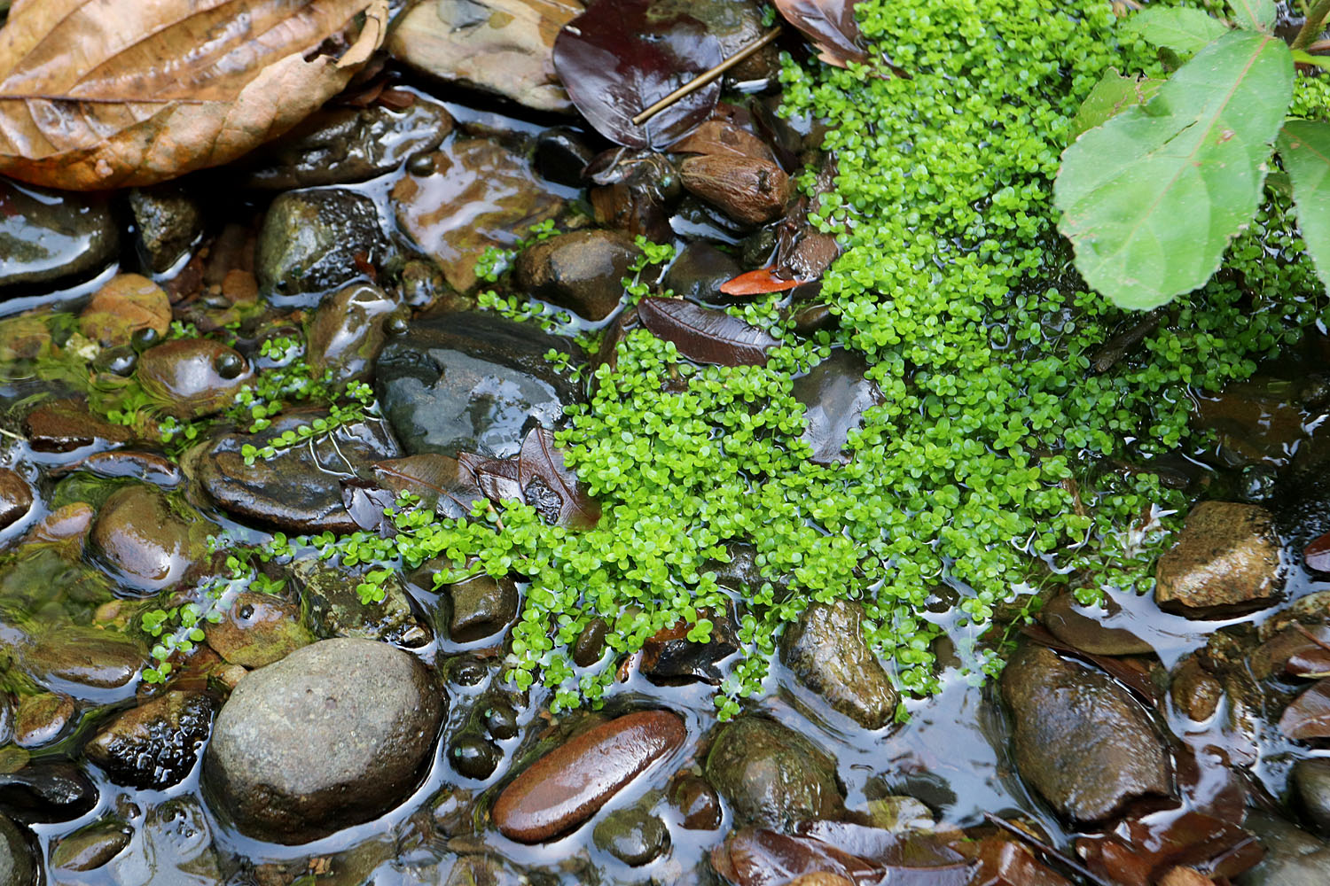 Хемиантус Куба (Hemianthus callitrichoides) рос на каменистых мелководьях небольшими полянками. Является эндемиком Карибских островов, в том числе и острова Эспаньола. В аквариуме используется как почвопокровная растительность.