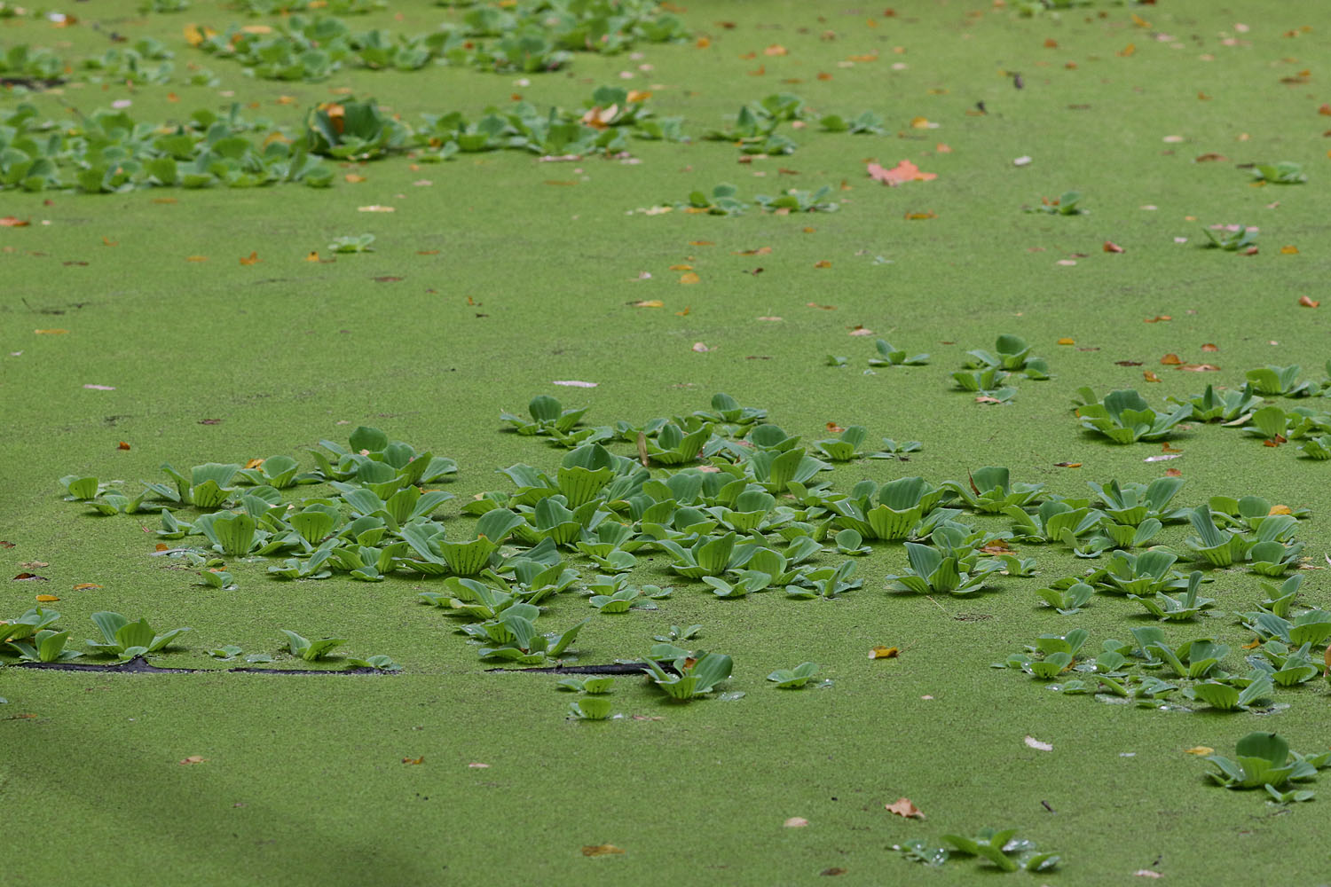 Пистия телорезовидная (Pistia stratiotes). Аптекарский огород. Сентябрь 2021 года.