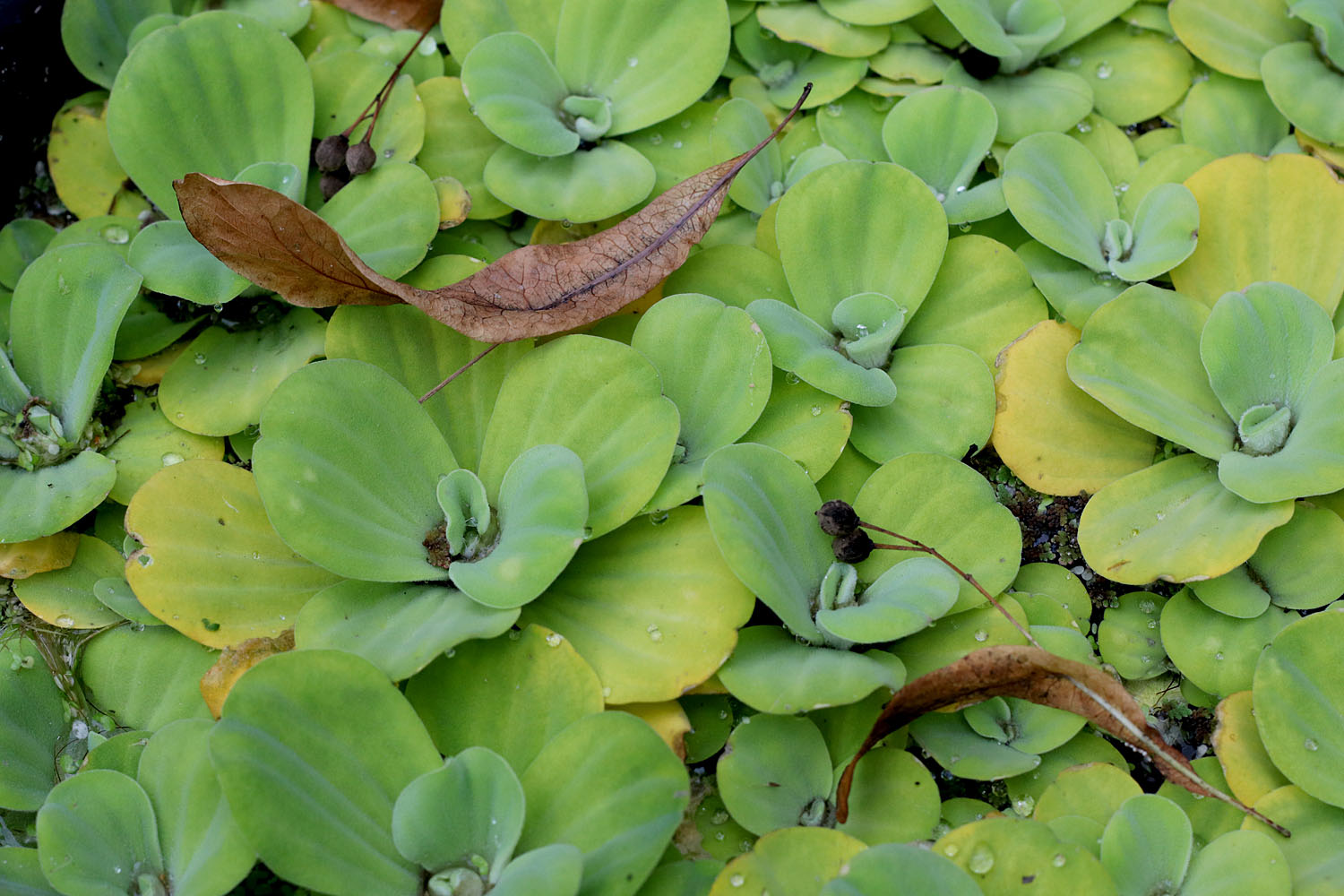 Пистия телорезовидная (Pistia stratiotes) под открытым небом в московском ботаническом саду "Аптекарский огород" в середине сентября.