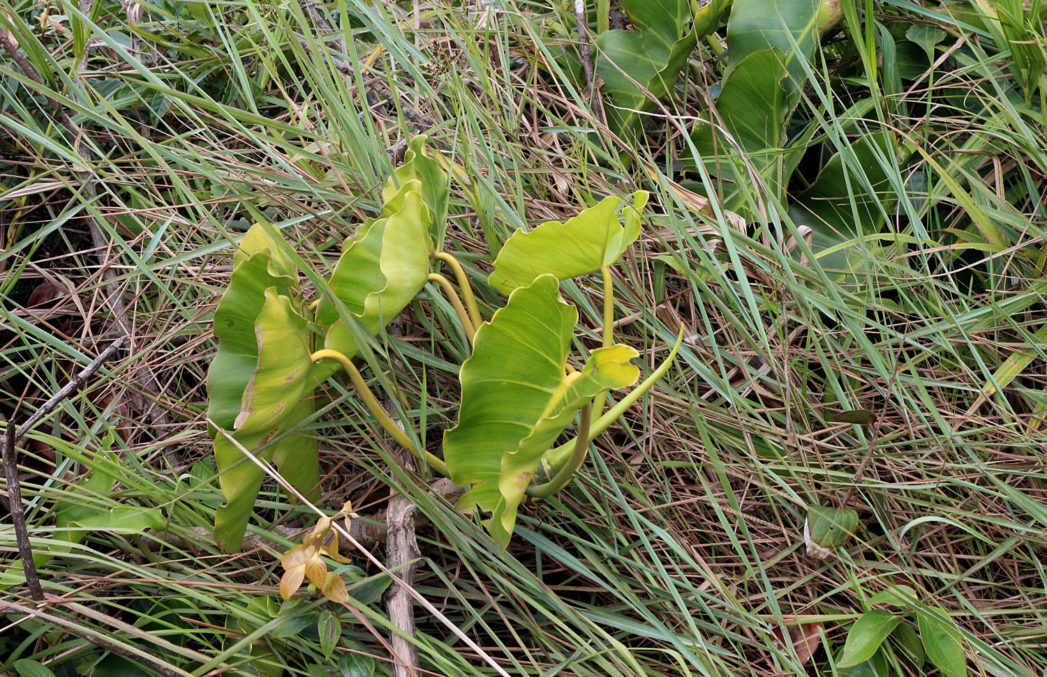 Филодендрон стрелолистный (Philodendron sagittifolium). Данная фотография сделана в национальном парке Cerro El Copey на высоте около 900 метров над уровнем моря. На открытой местности листья филодендрона приобретают желтую окраску.
