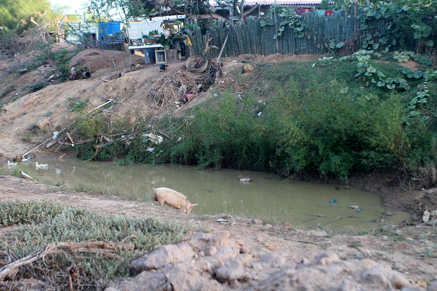 В поисках пресноводной рыбы и водоемов на Маргарите мы не брезговали даже такими лужами, но при наличии домашних уток и свиней наши шансы были невелики. Margarita Island, Venezuela.