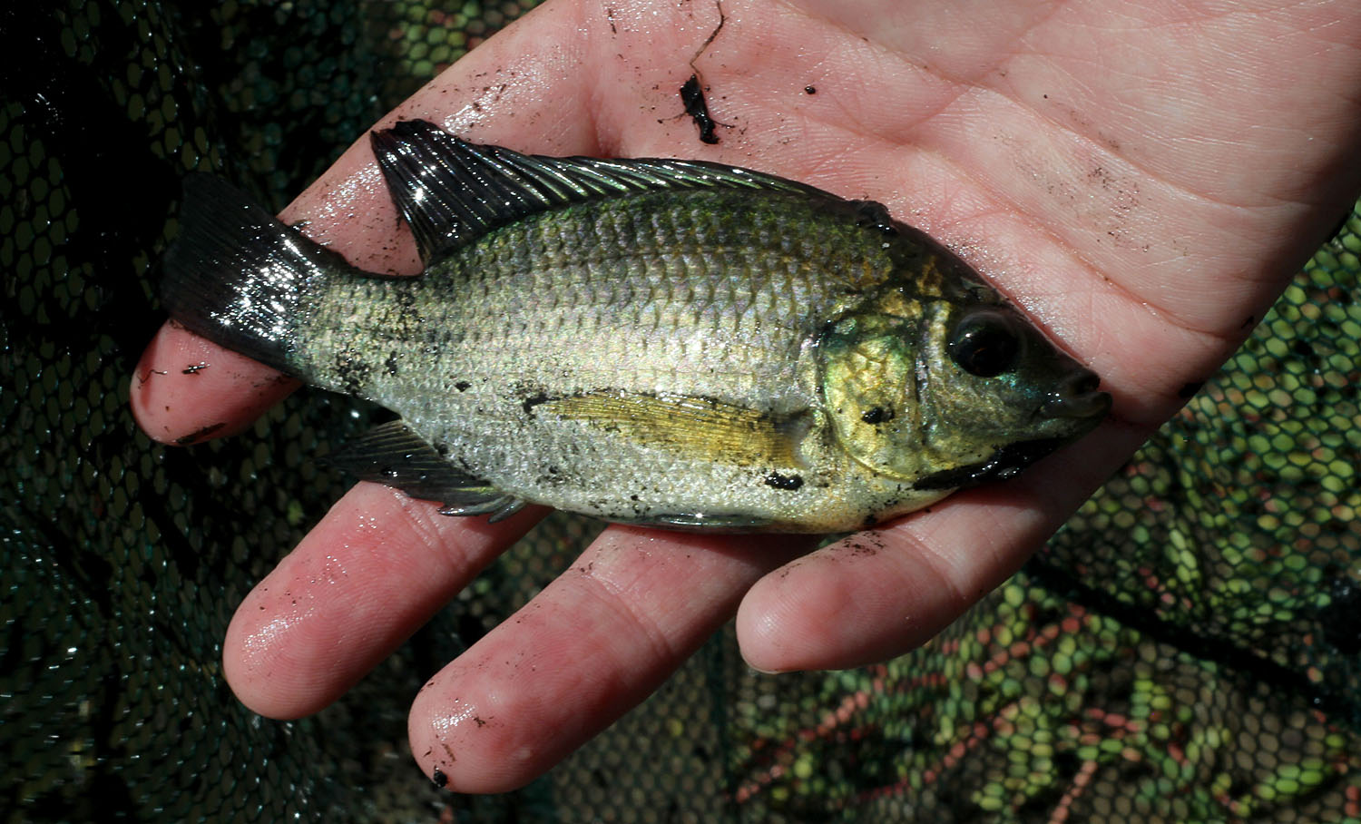 В канале нам попался более крупный экземпляр тиляпии (Tilapia zillii). С аквариумной точки зрения рыба не очень интересная, но все равно красивая. Margarita Island, Venezuela.