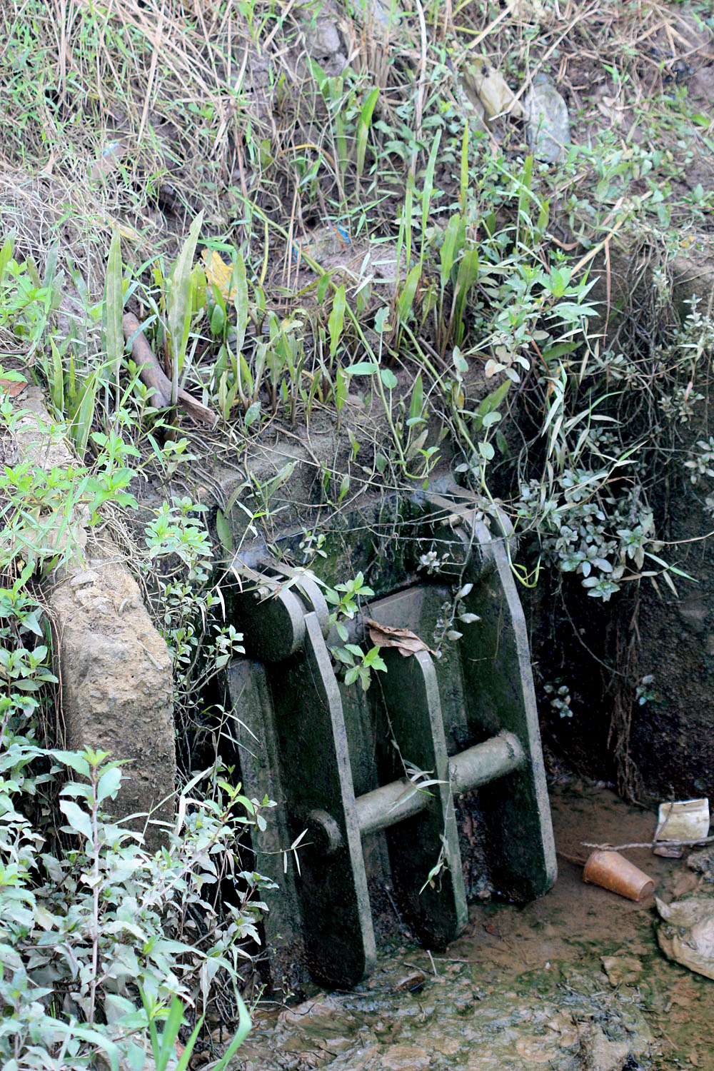 The rainwater runoff braided by Cryptocoryne ciliata on the top. Photo: D. Loginov