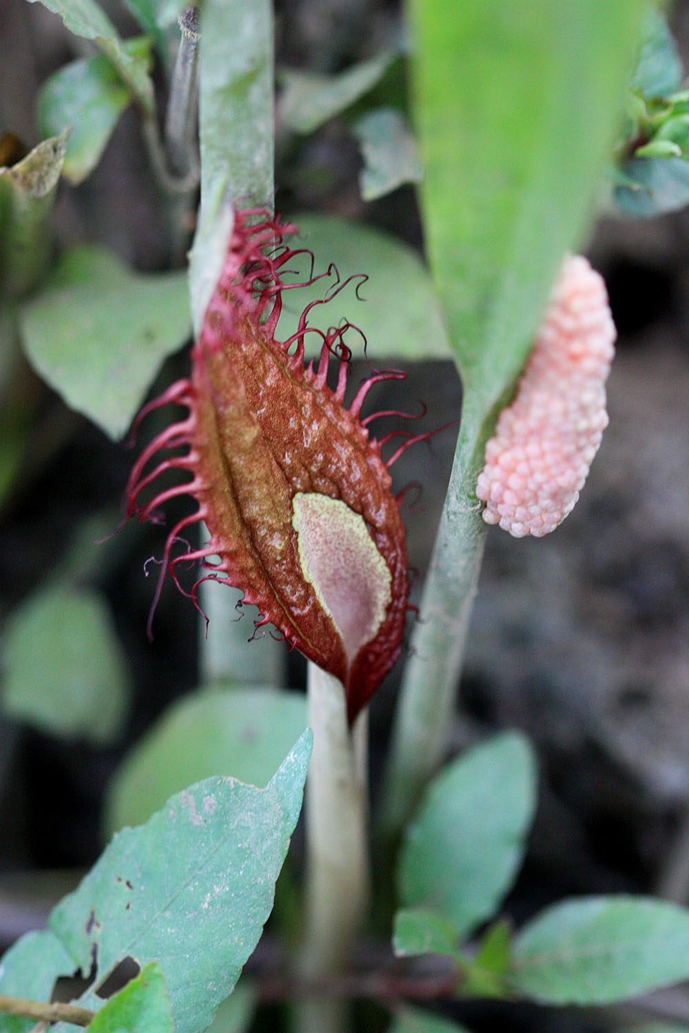 A flowering specimen of Cryptocoryne ciliata var. ciliata. Note to the bunch of Ampularia eggs on the plant’s petiole. Photo: D. Loginov